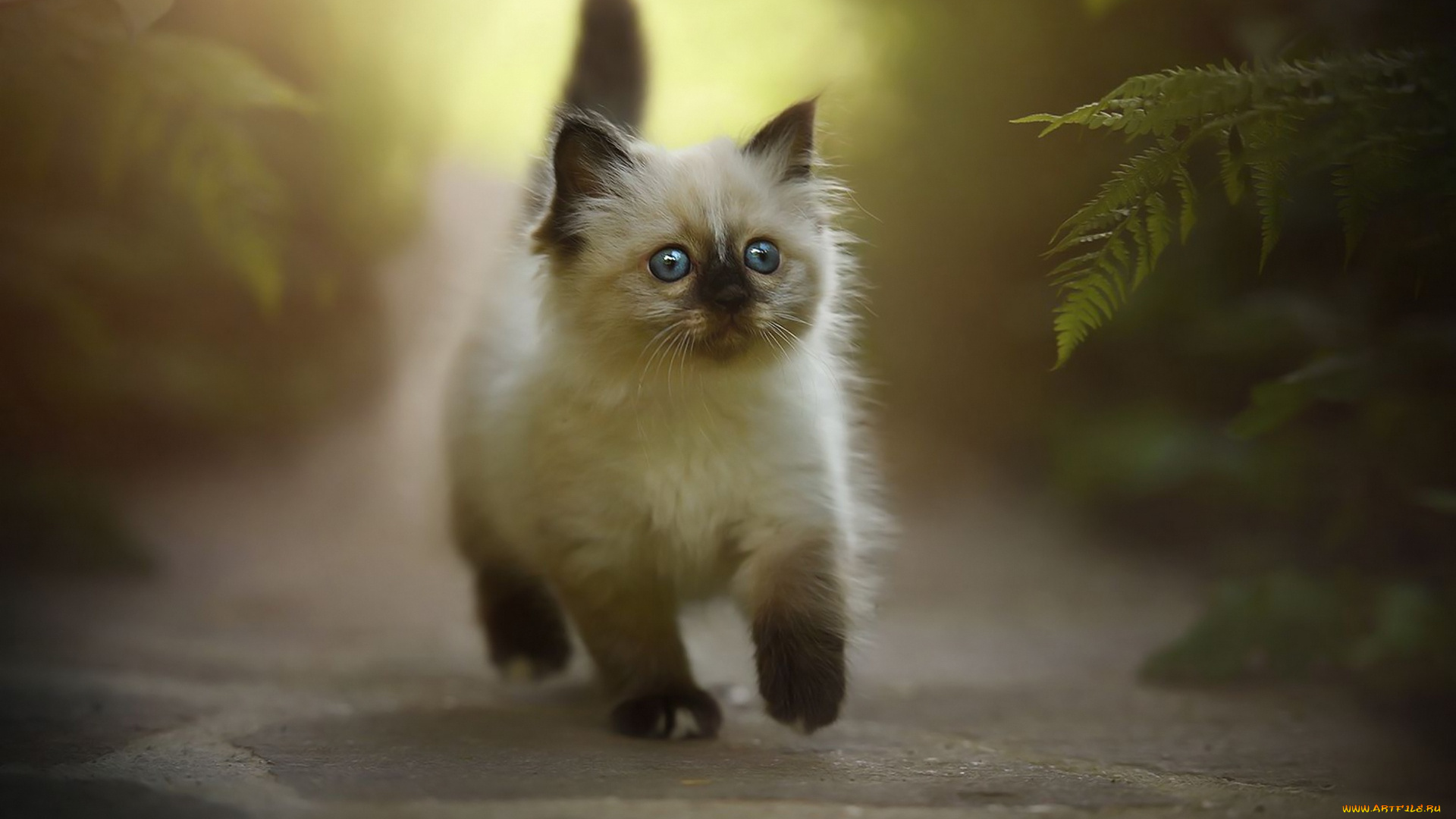 животные, коты, кошка, окрас, шерсть, порода, животное