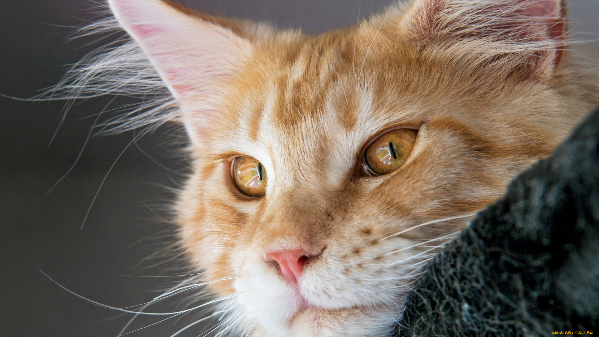 животные, коты, кот, рыжий, мордочка
