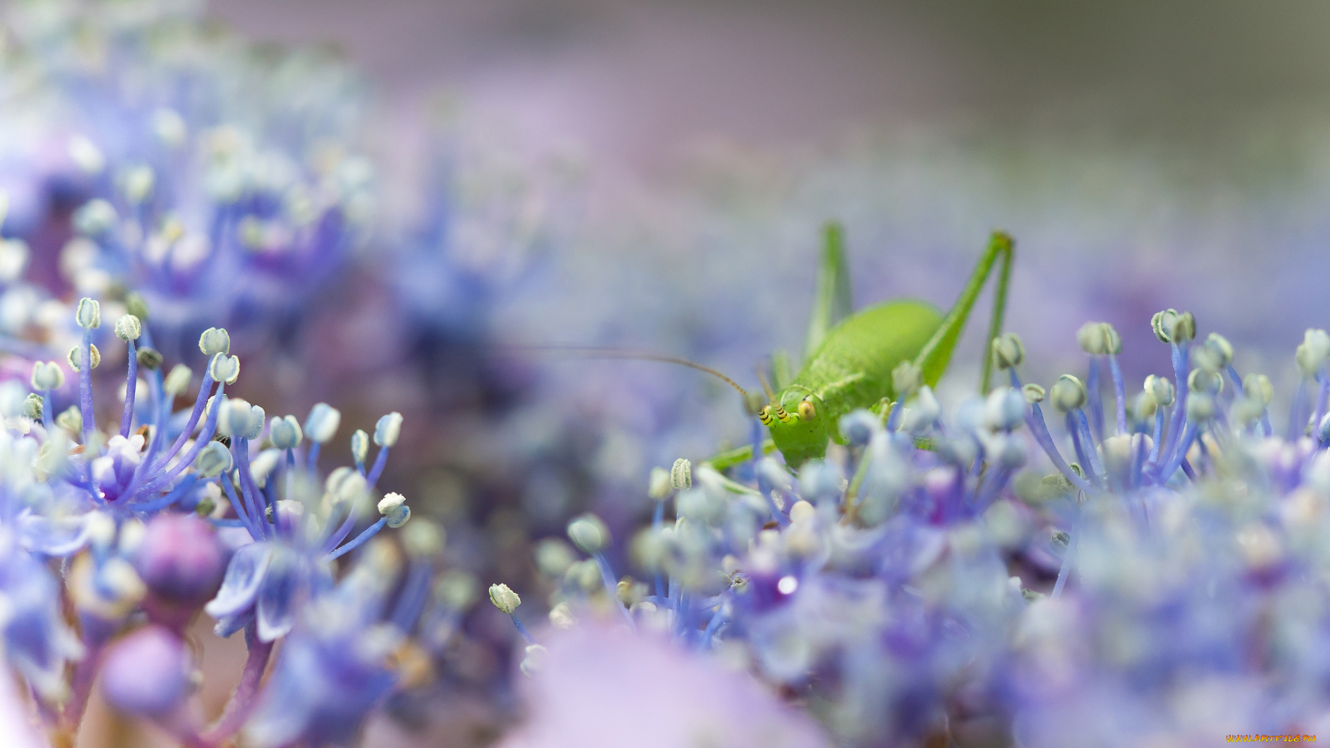 животные, кузнечики, , саранча, кузнечик, цветы, насекомое, природа