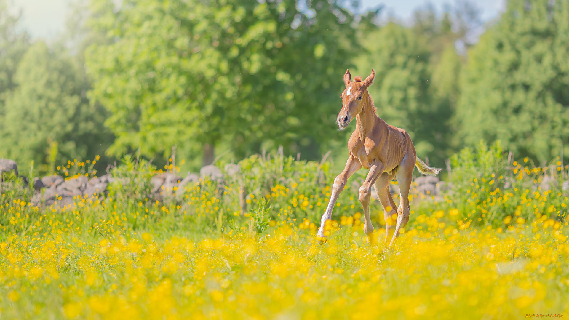 животные, лошади, лошадь, окрас, грива, хвост
