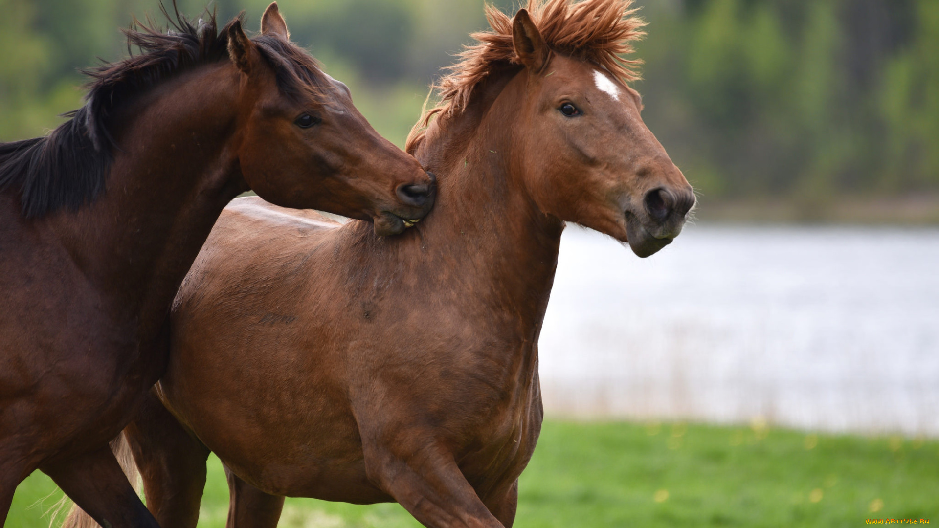животные, лошади, животное, красавцы, horse, animal, handsome
