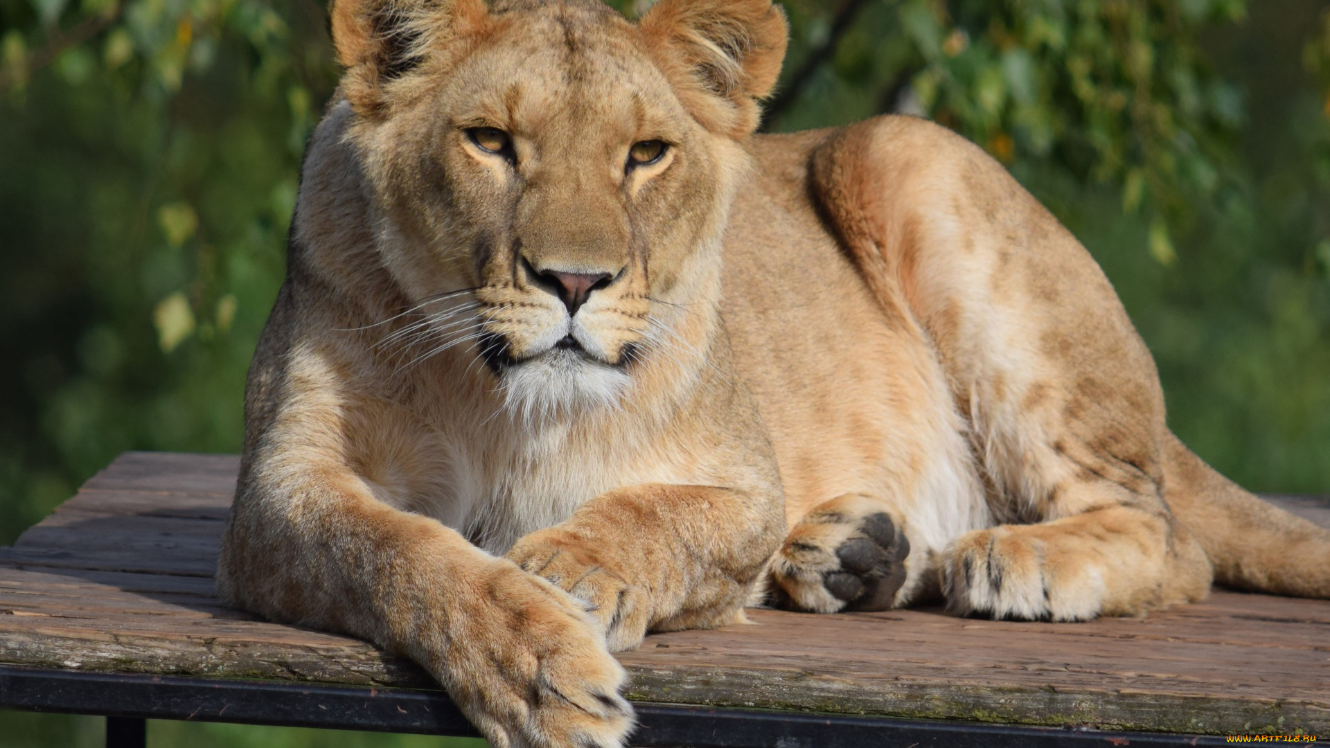 животные, львы, львица