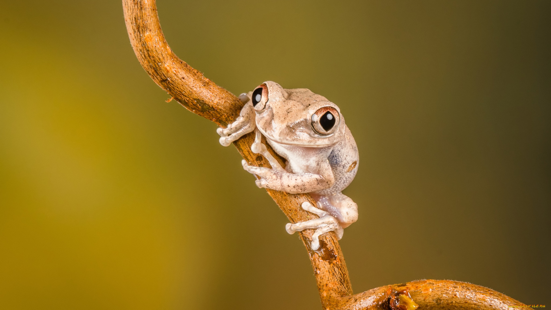 животные, лягушки, лягушка
