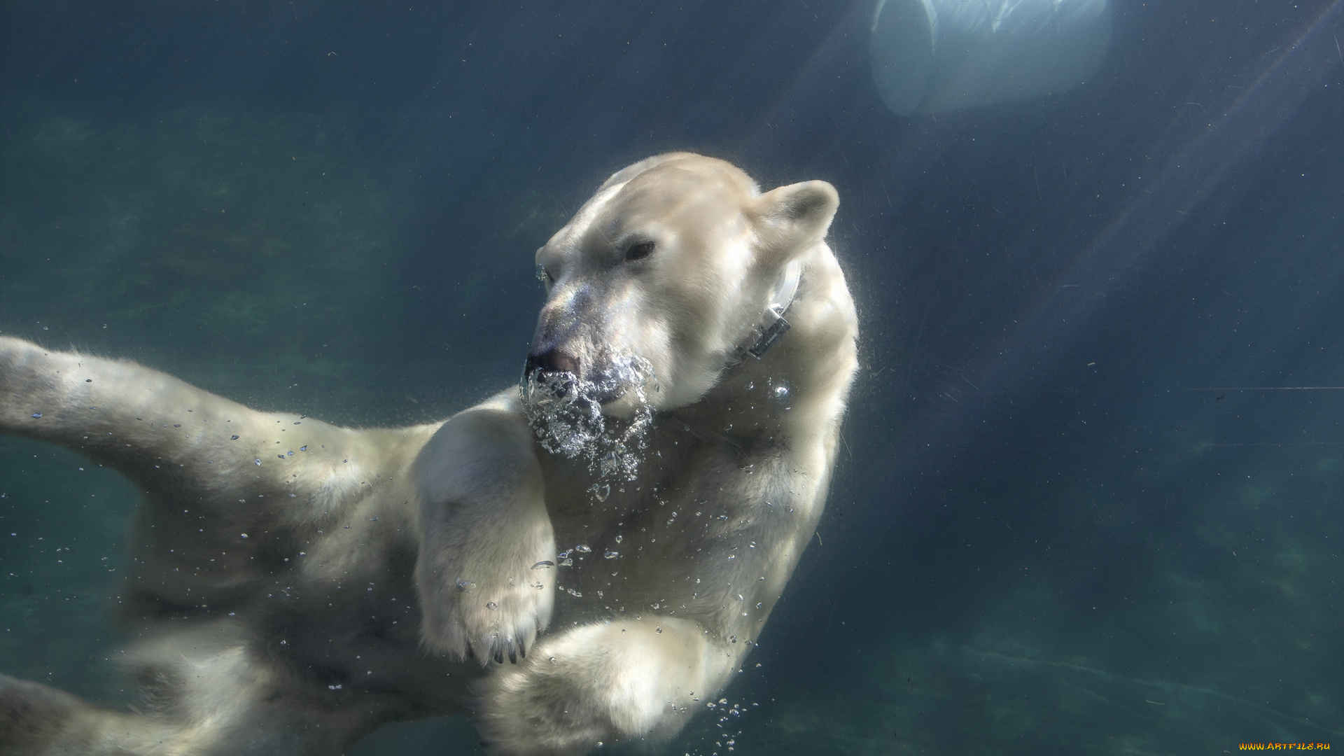 животные, медведи, медведь, вода