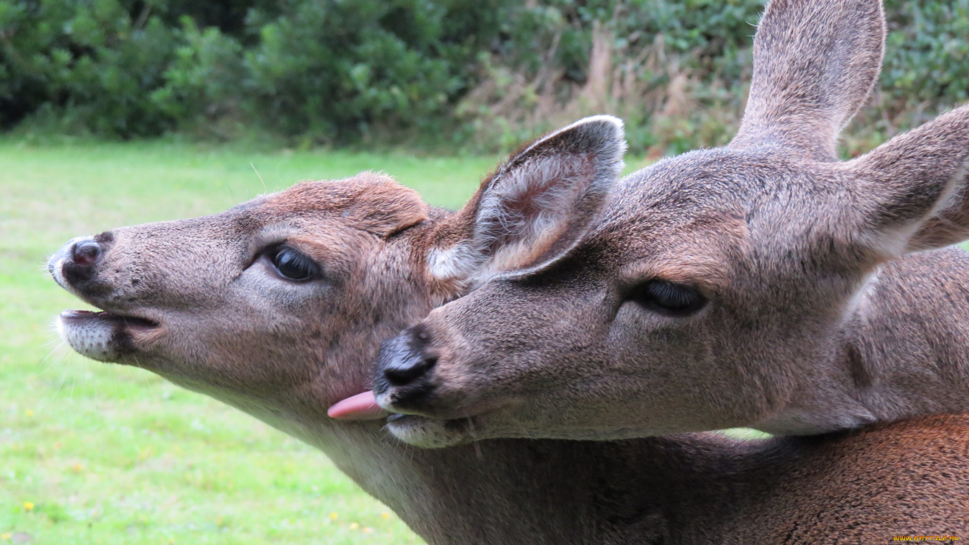 животные, олени