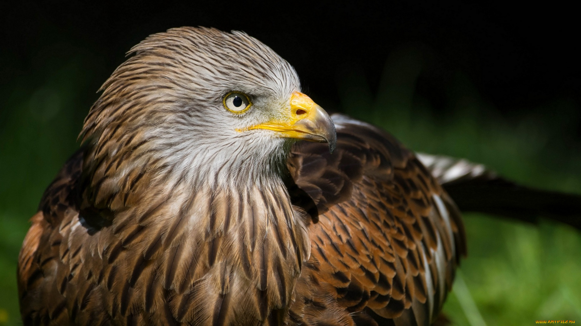 животные, птицы, -, хищники, голова