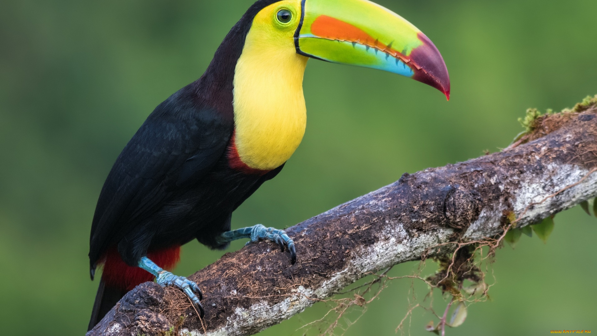 животные, птицы, клюв, желтый