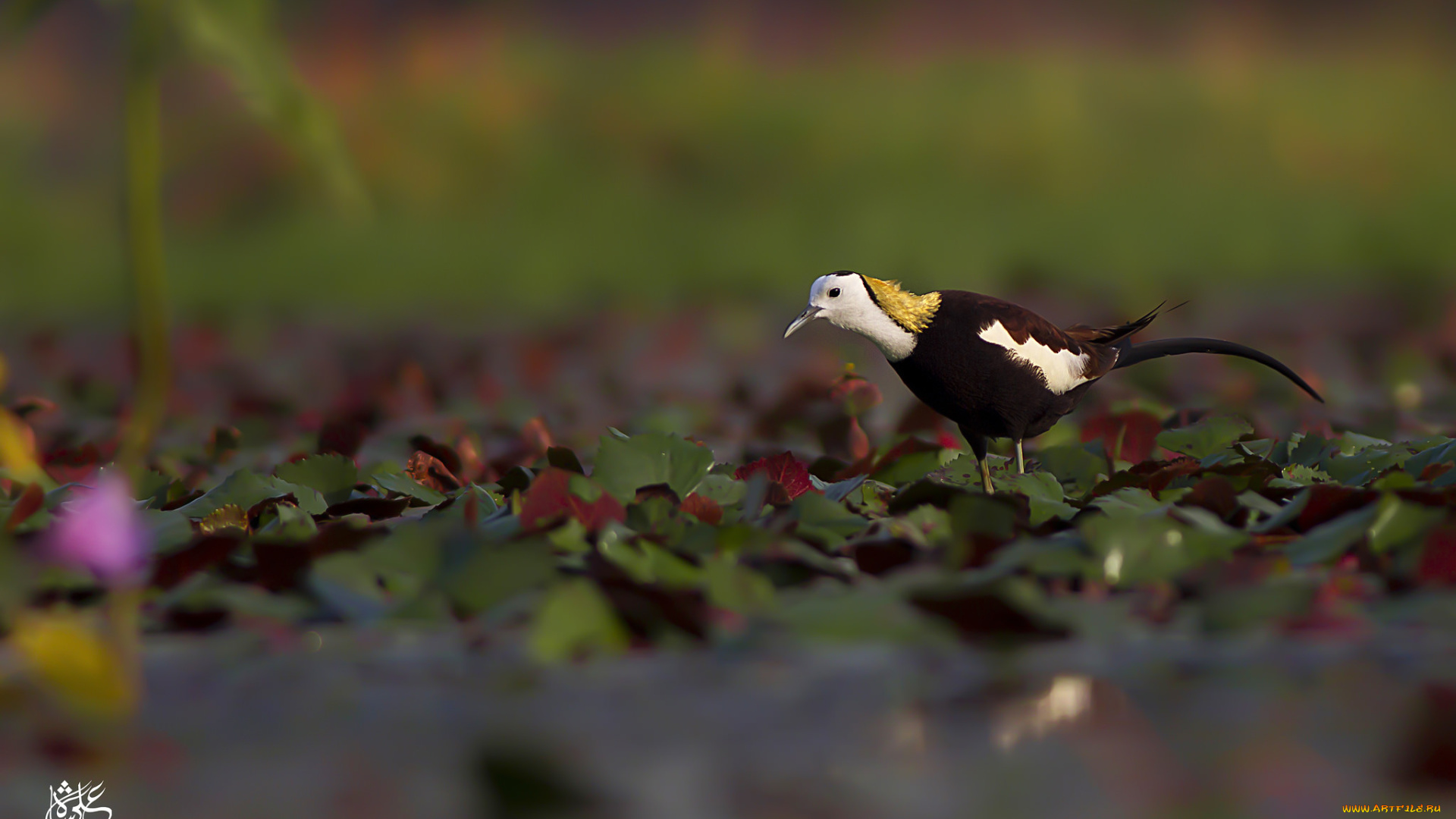 животные, птицы, птица, окрас, перья