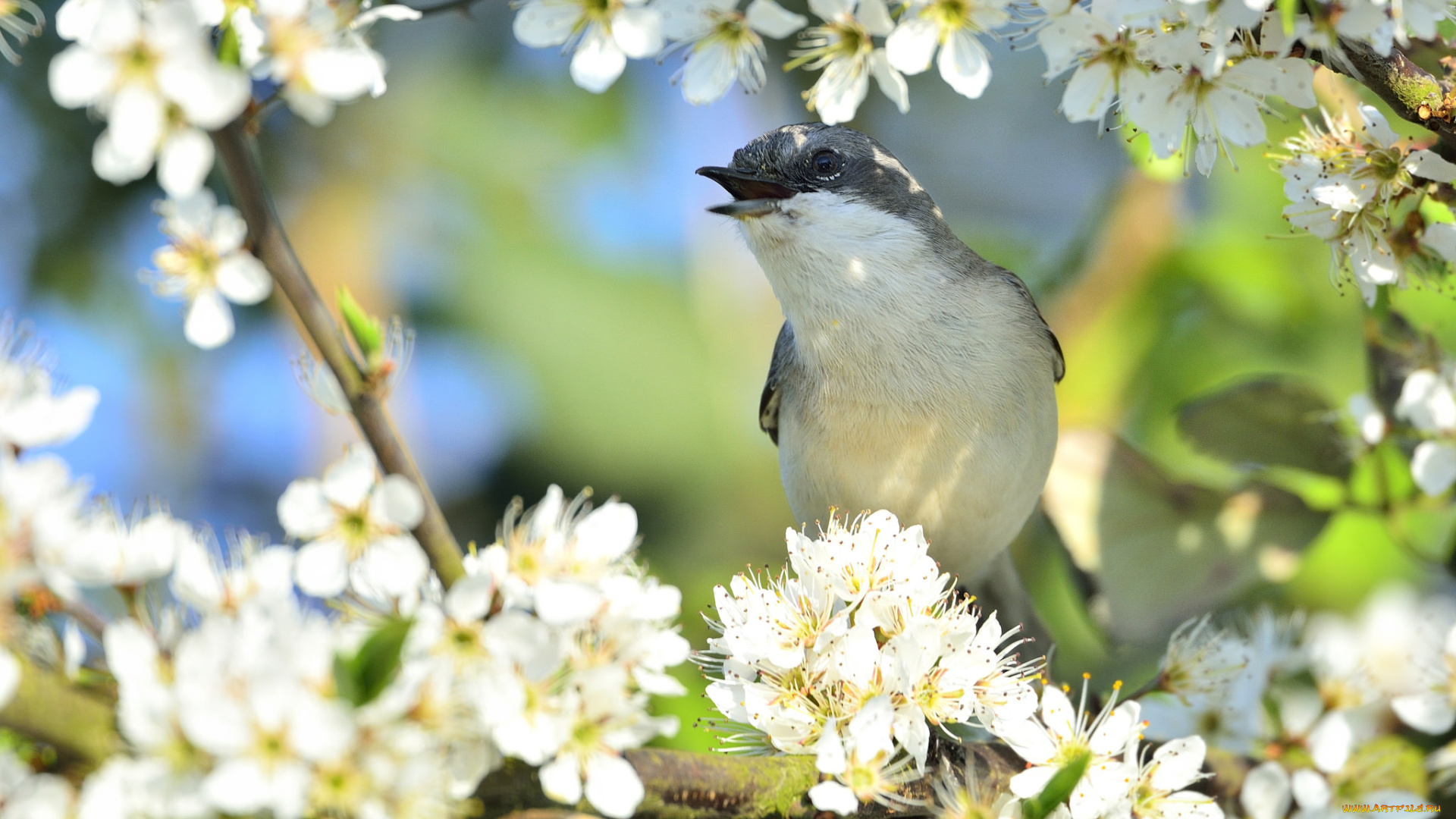 животные, птицы, птица, окрас, перья