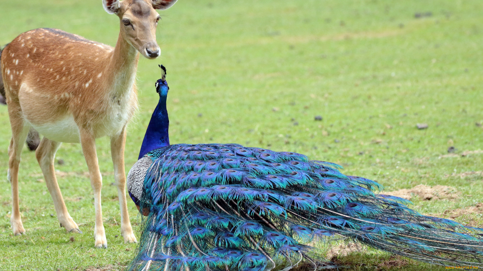 животные, разные, вместе, павлин, олень, птица, животное