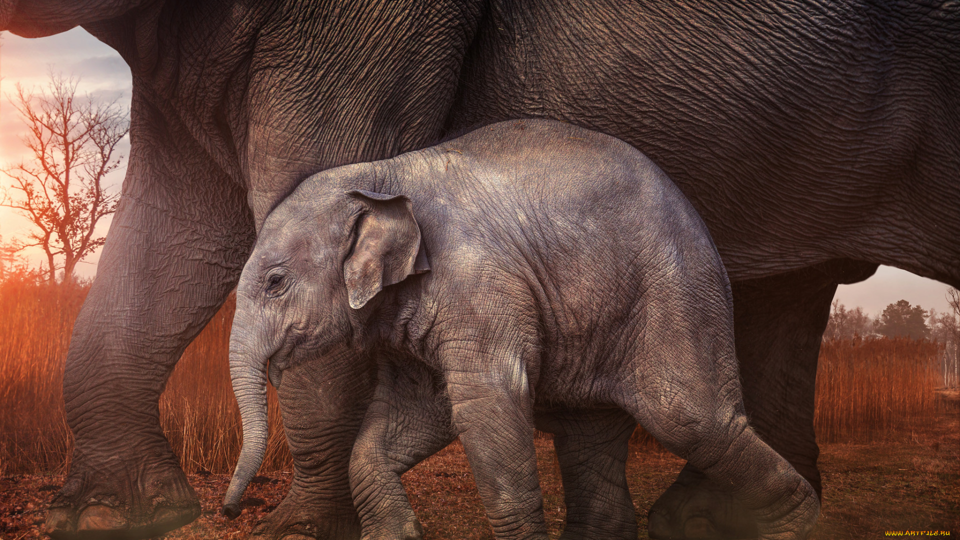 животные, слоны, большой, животное, слон