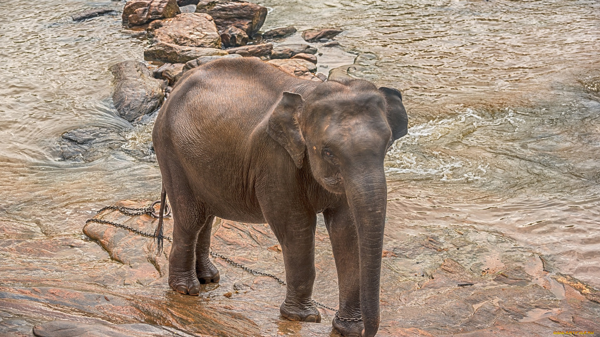 животные, слоны, вода, камни