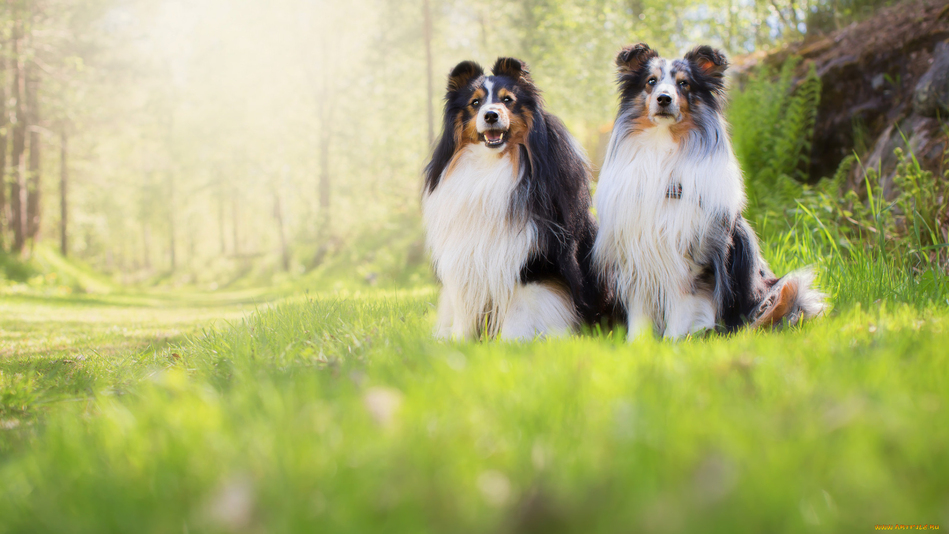 животные, собаки, собака, окрас, шерсть, порода, животное