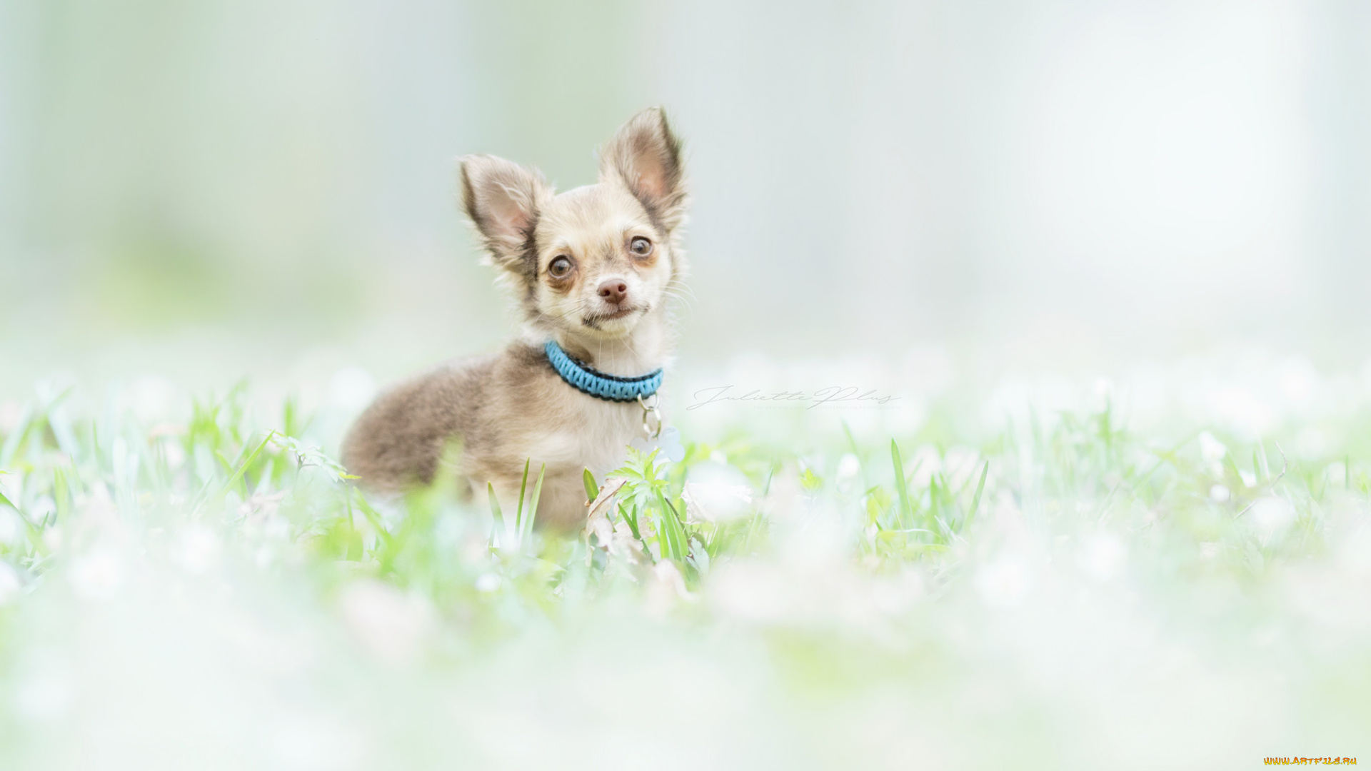 животные, собаки, собака, окрас, шерсть, порода, животное