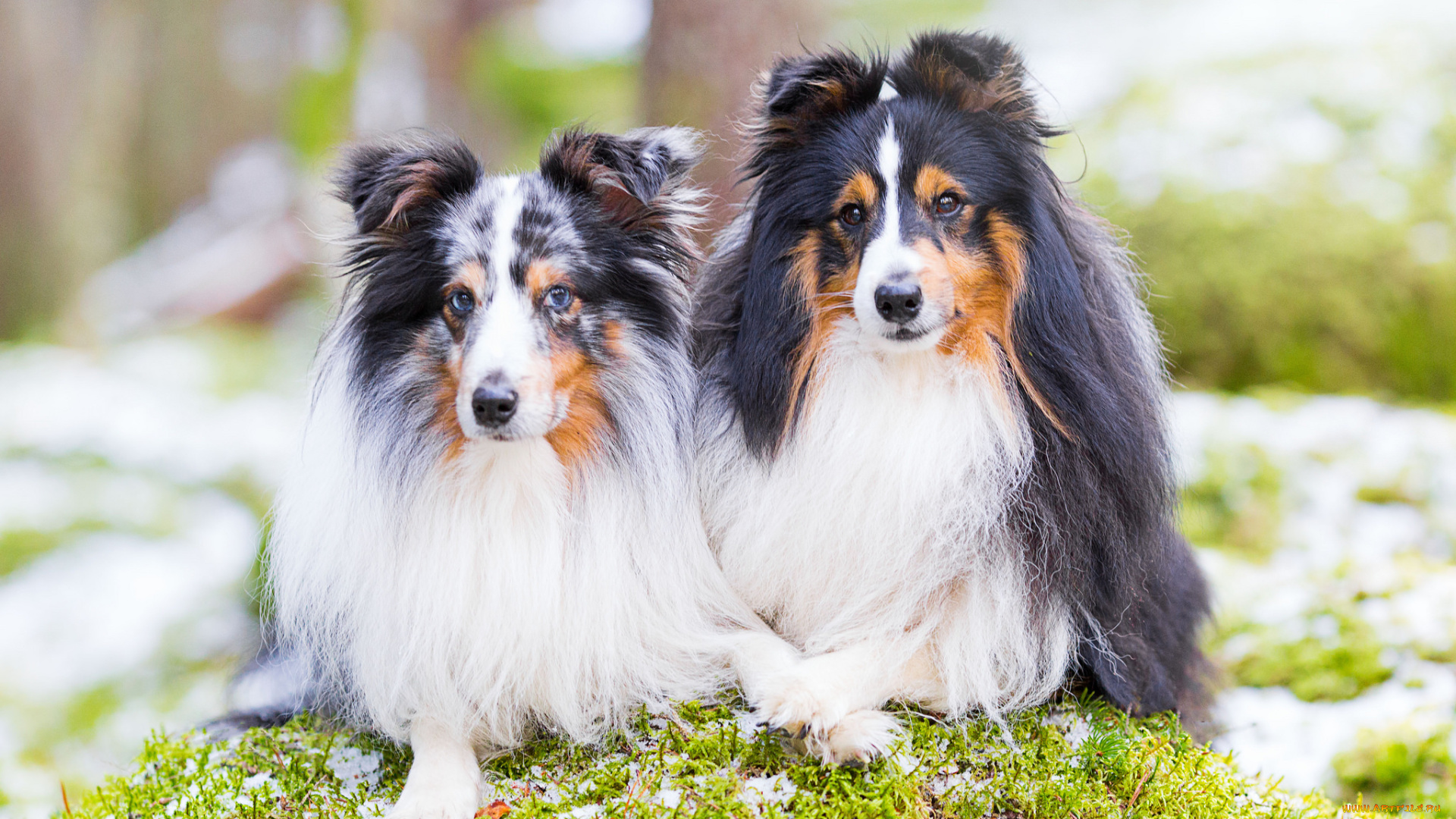 животные, собаки, собака, окрас, шерсть, порода, животное