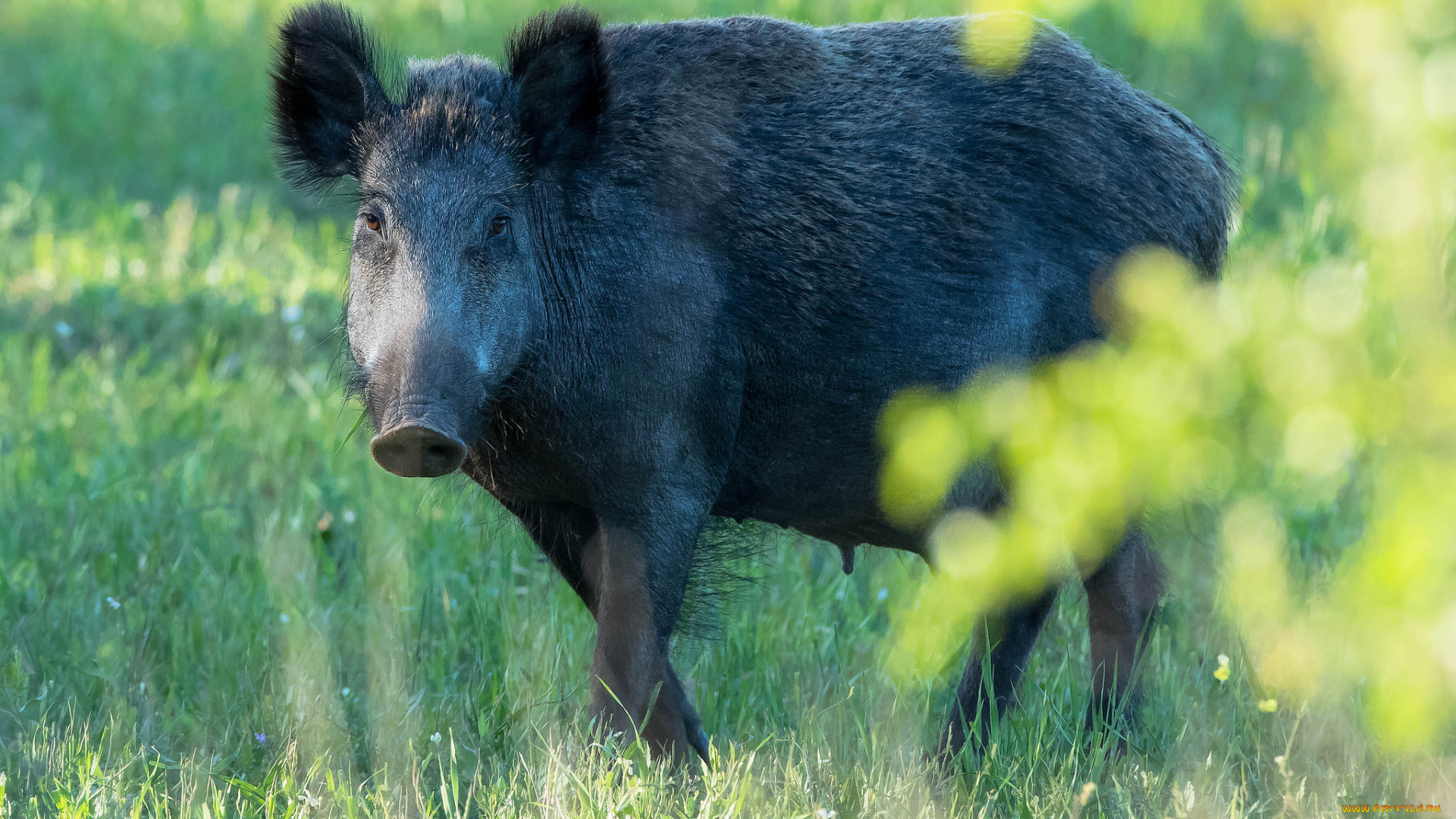 животные, свиньи, , кабаны, трава, хрюша, животное