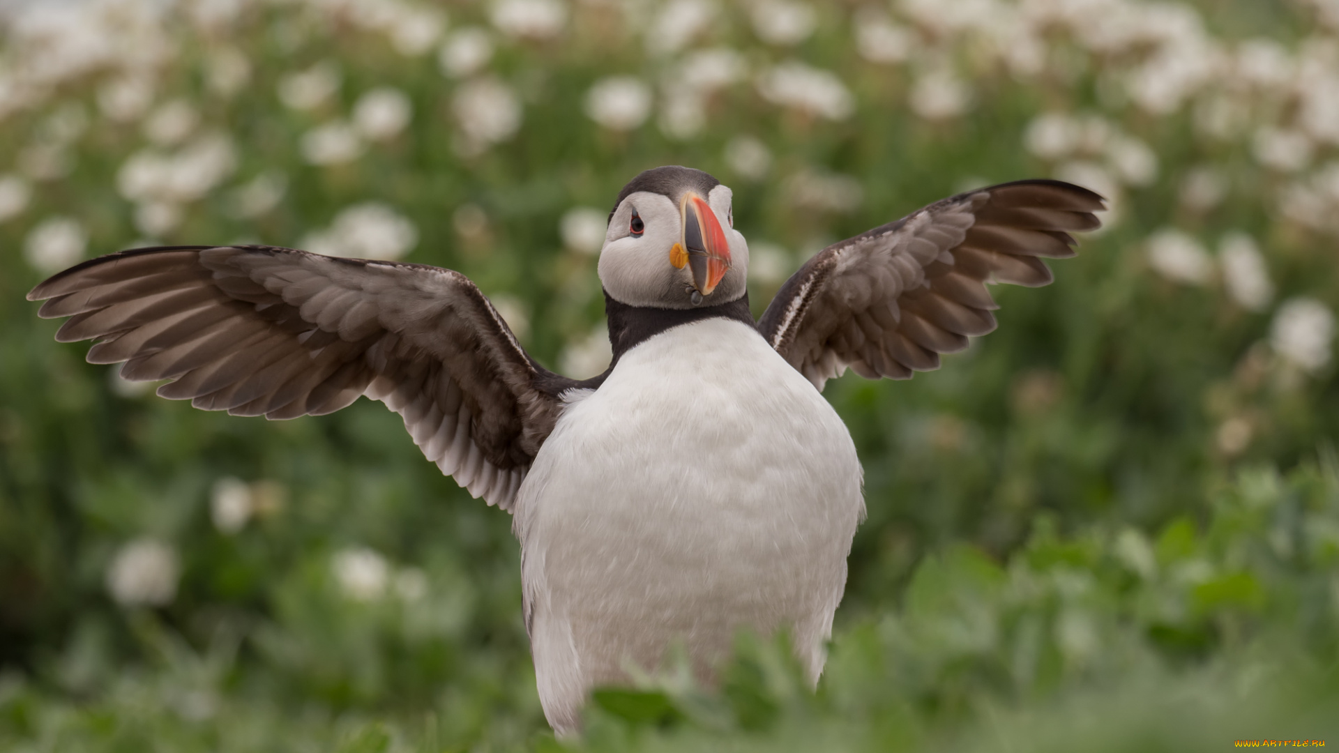 животные, тупики, тупик, окрас, перья, птица