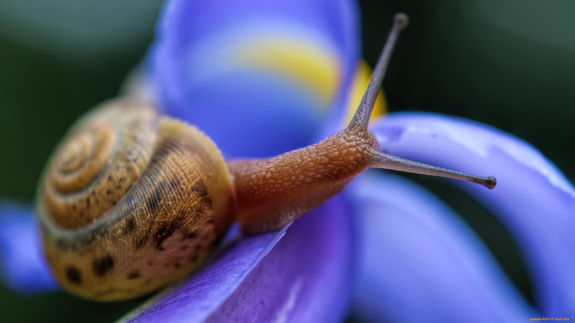 животные, улитки, улитка, панцирь, усики, цветы