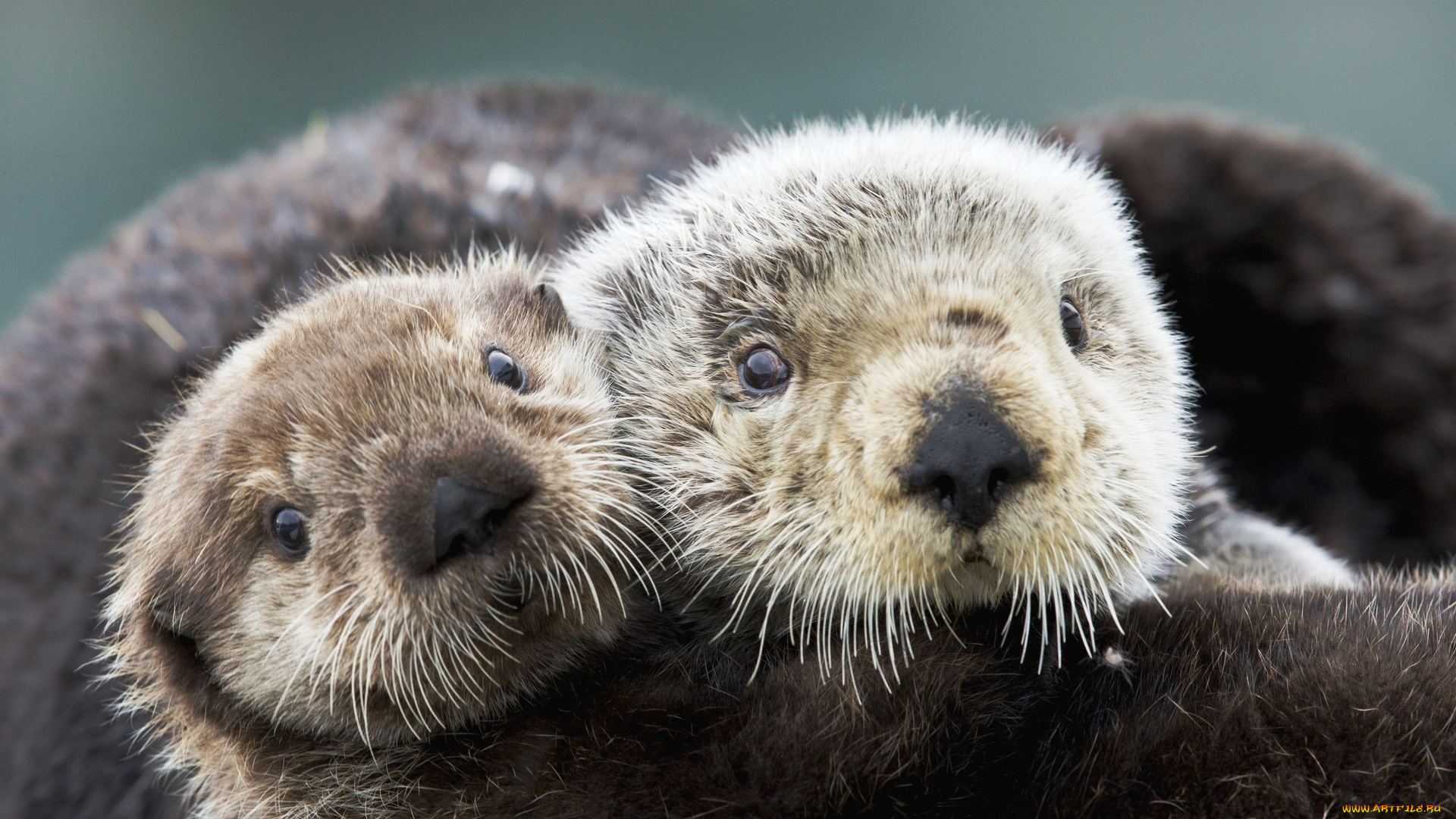 животные, выдры, , каланы, , ондатры, взгляд, каланы, морские