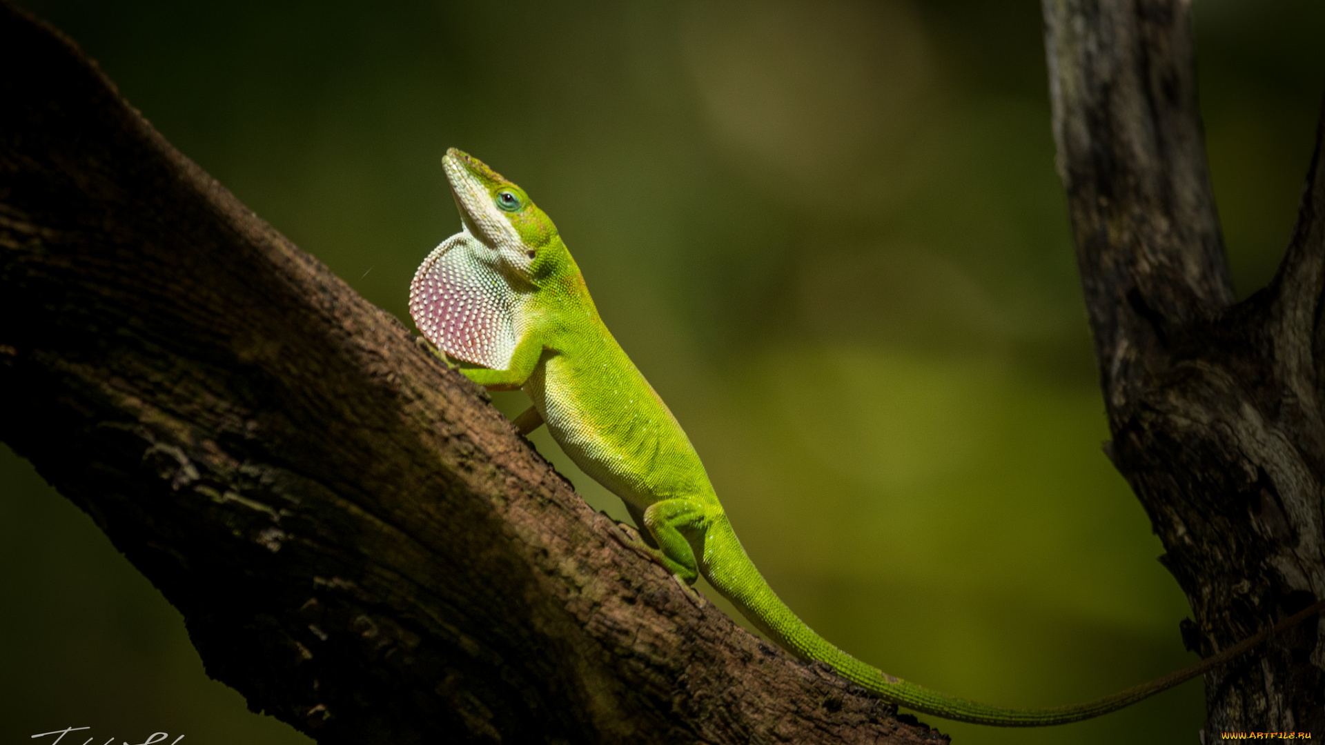 животные, Ящерицы, , игуаны, , вараны, камень, окрас, ящерица