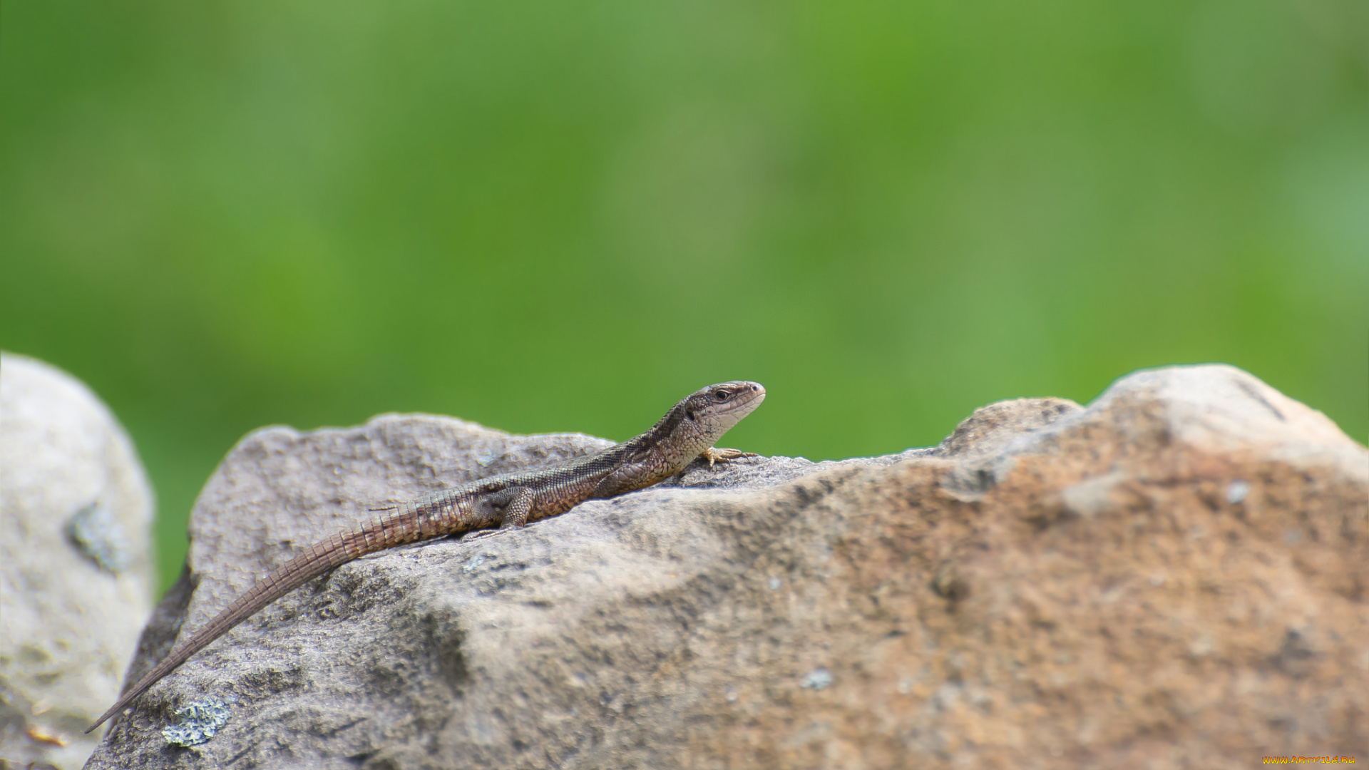 животные, Ящерицы, , игуаны, , вараны, окрас, ящерица, камень