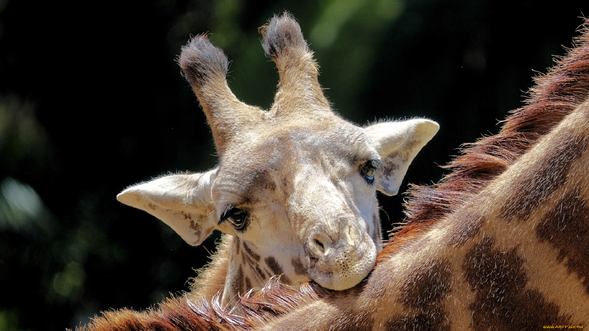 животные, жирафы, окрас, животное, шея, жираф
