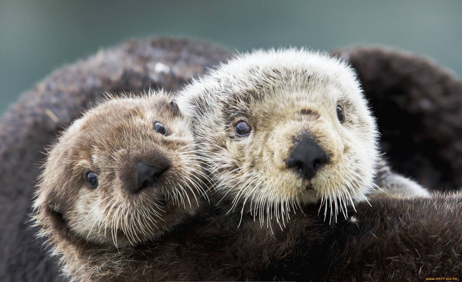 животные, выдры, , каланы, , ондатры, взгляд, каланы, морские