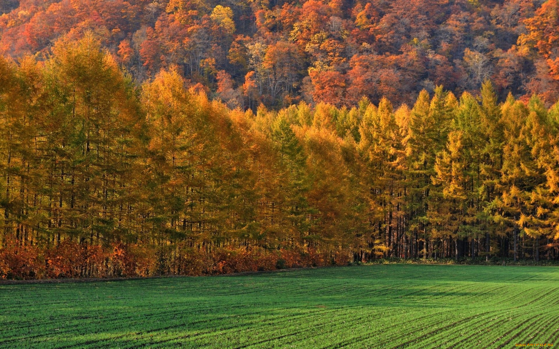 природа, лес, поле, осень, деревья