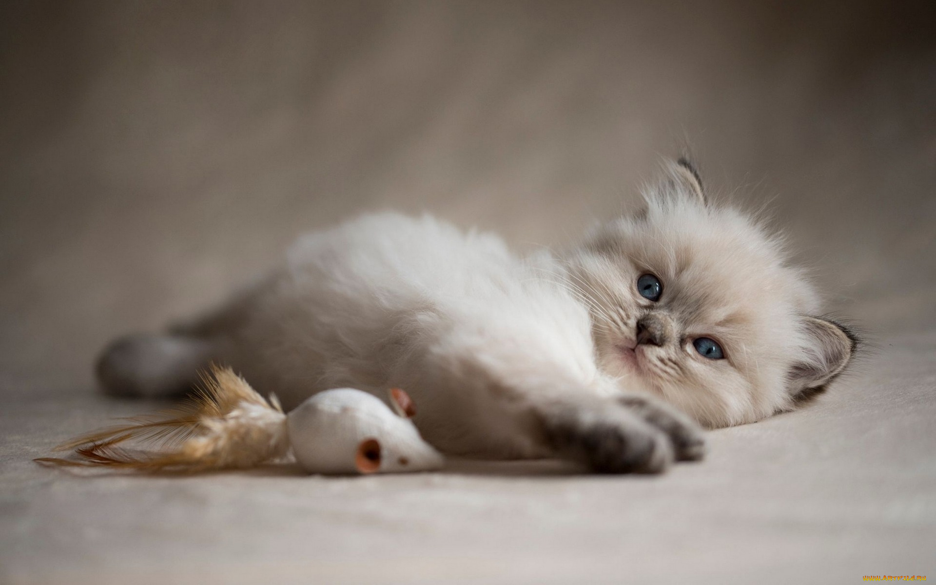 животные, коты, кошка, окрас, шерсть, порода, животное