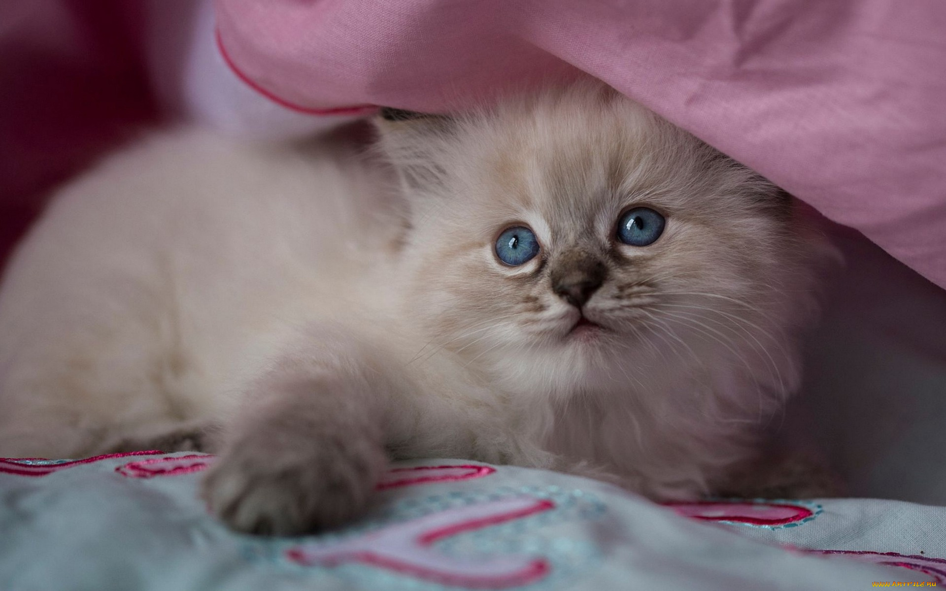 животные, коты, кошка, окрас, шерсть, порода, животное