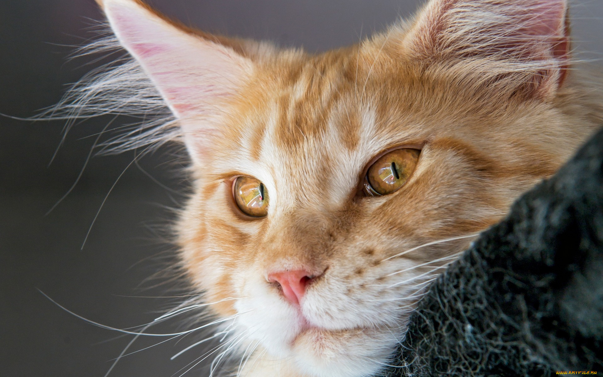 животные, коты, кот, рыжий, мордочка