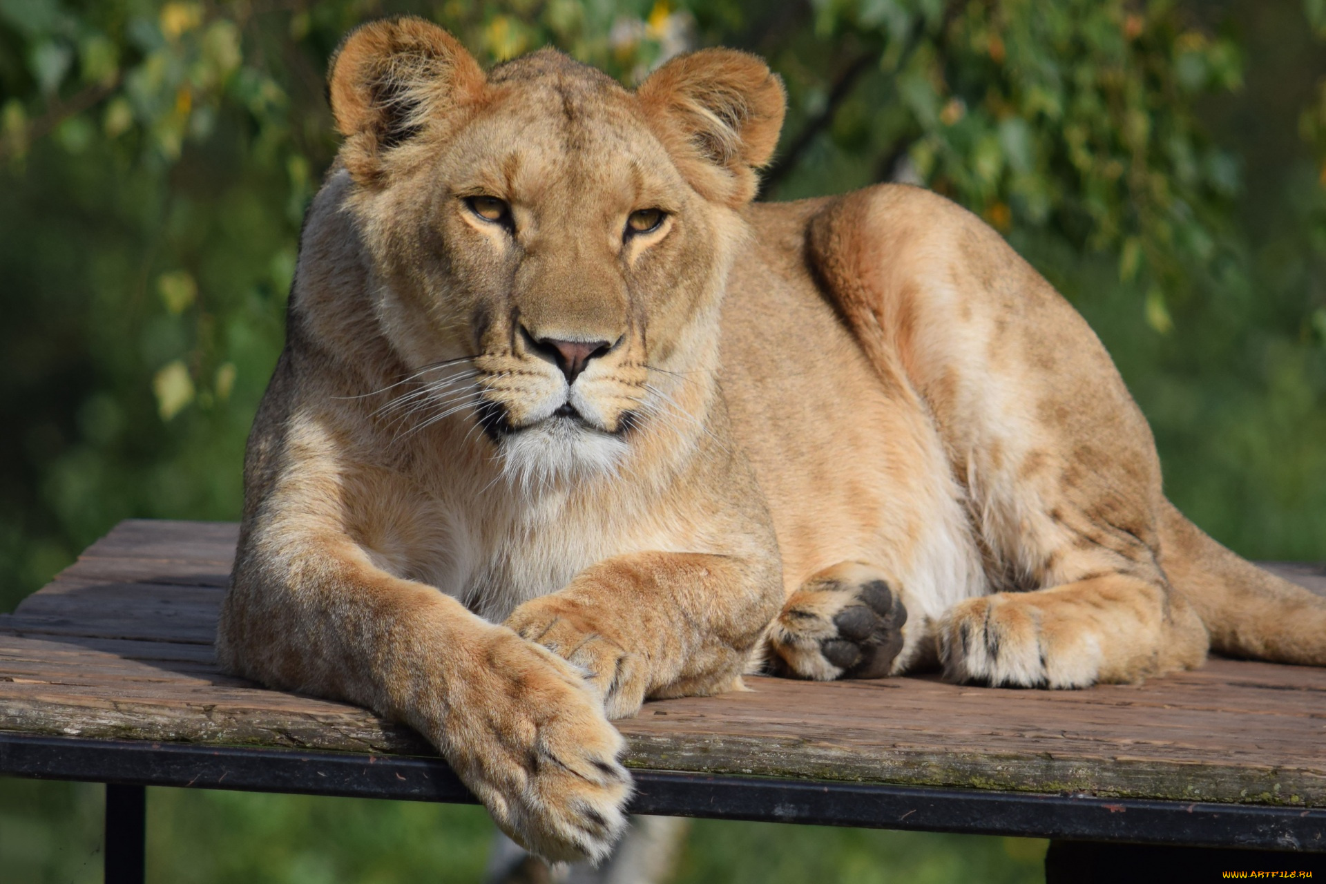 животные, львы, львица