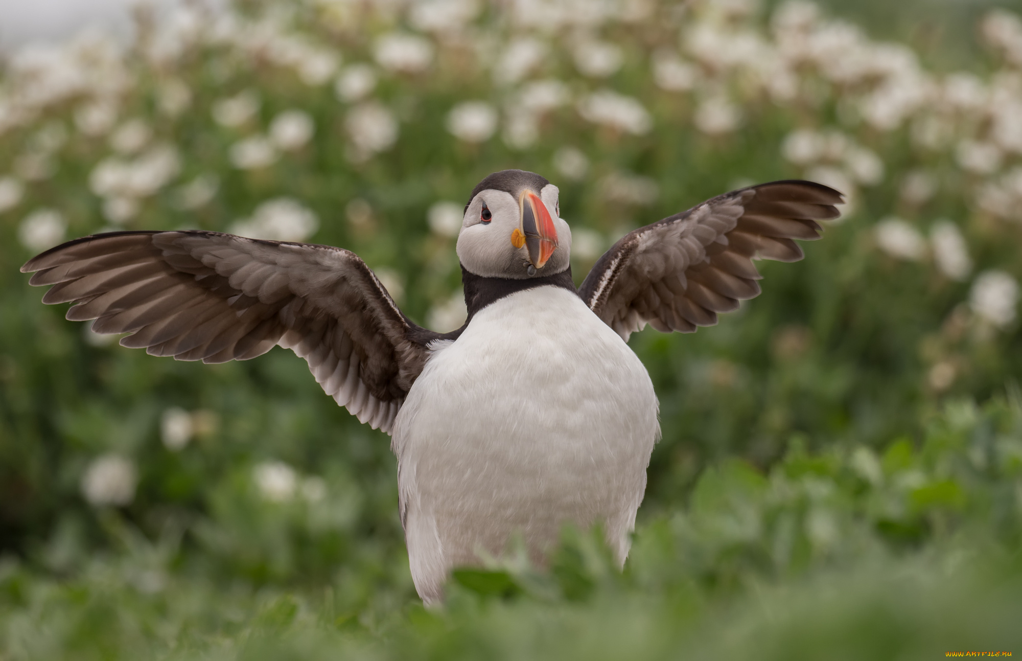 животные, тупики, тупик, окрас, перья, птица