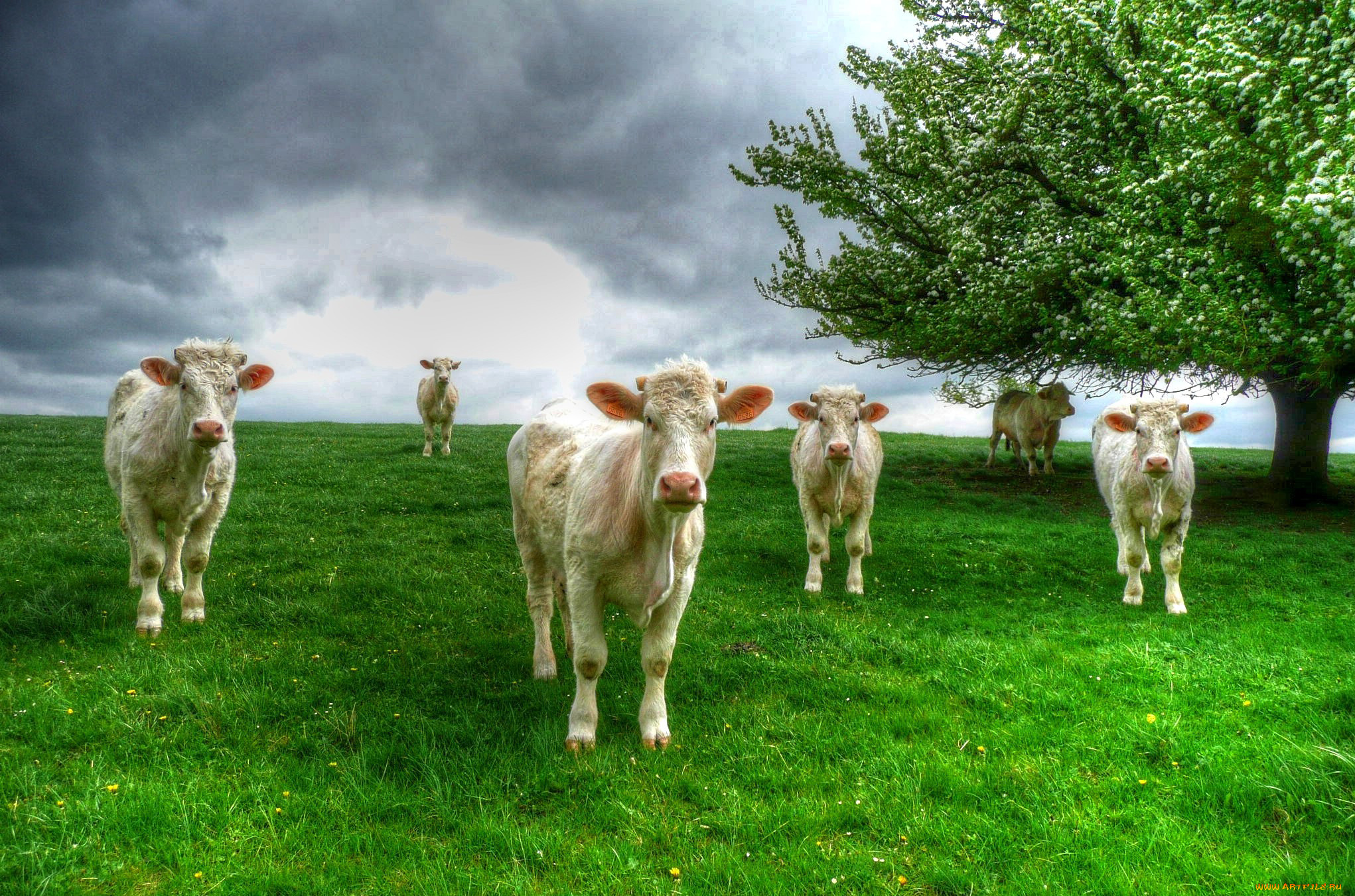 животные, коровы, , буйволы, дерево, трава