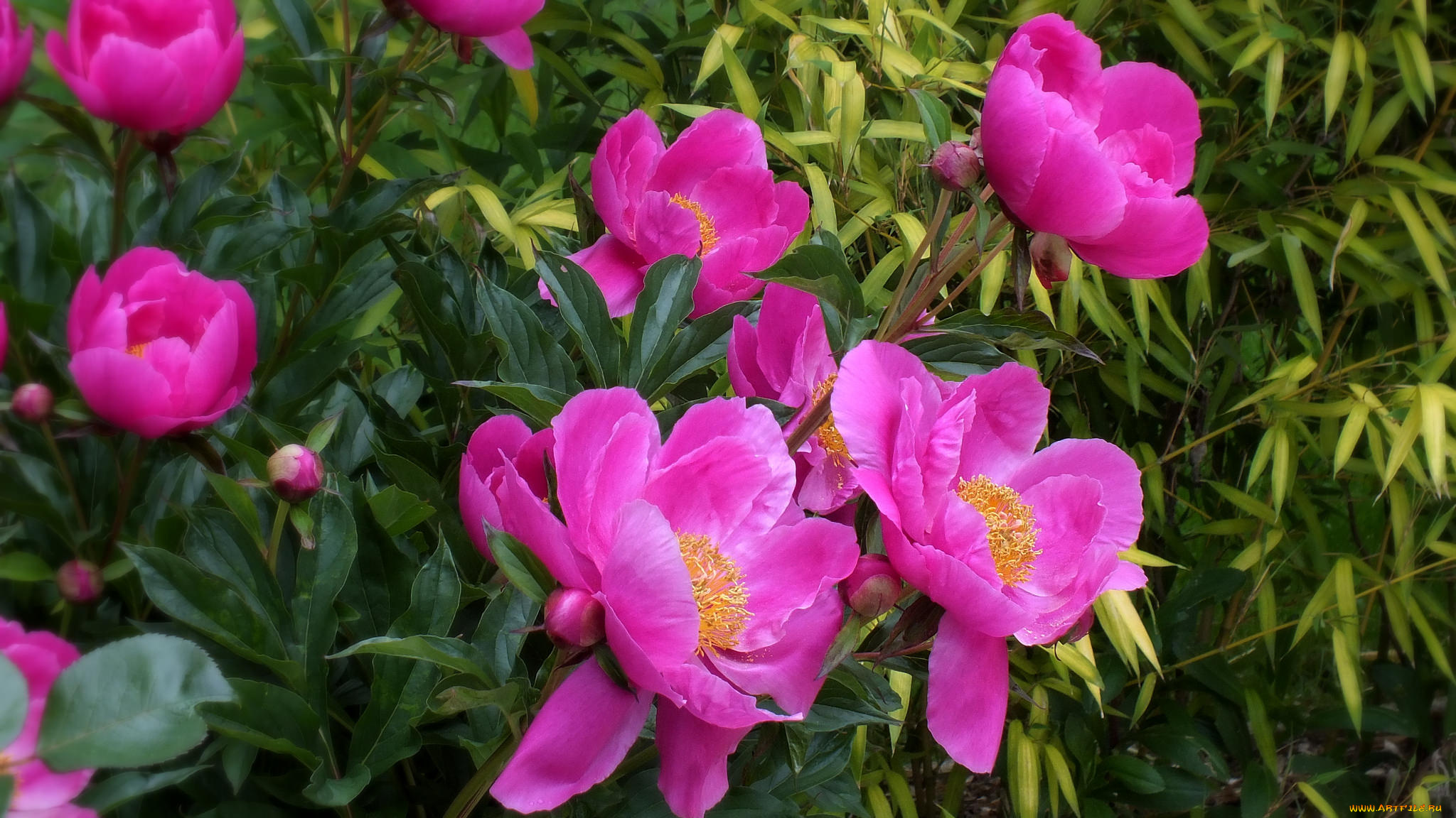 цветы, пионы, куст, листья, лепестки, цветение