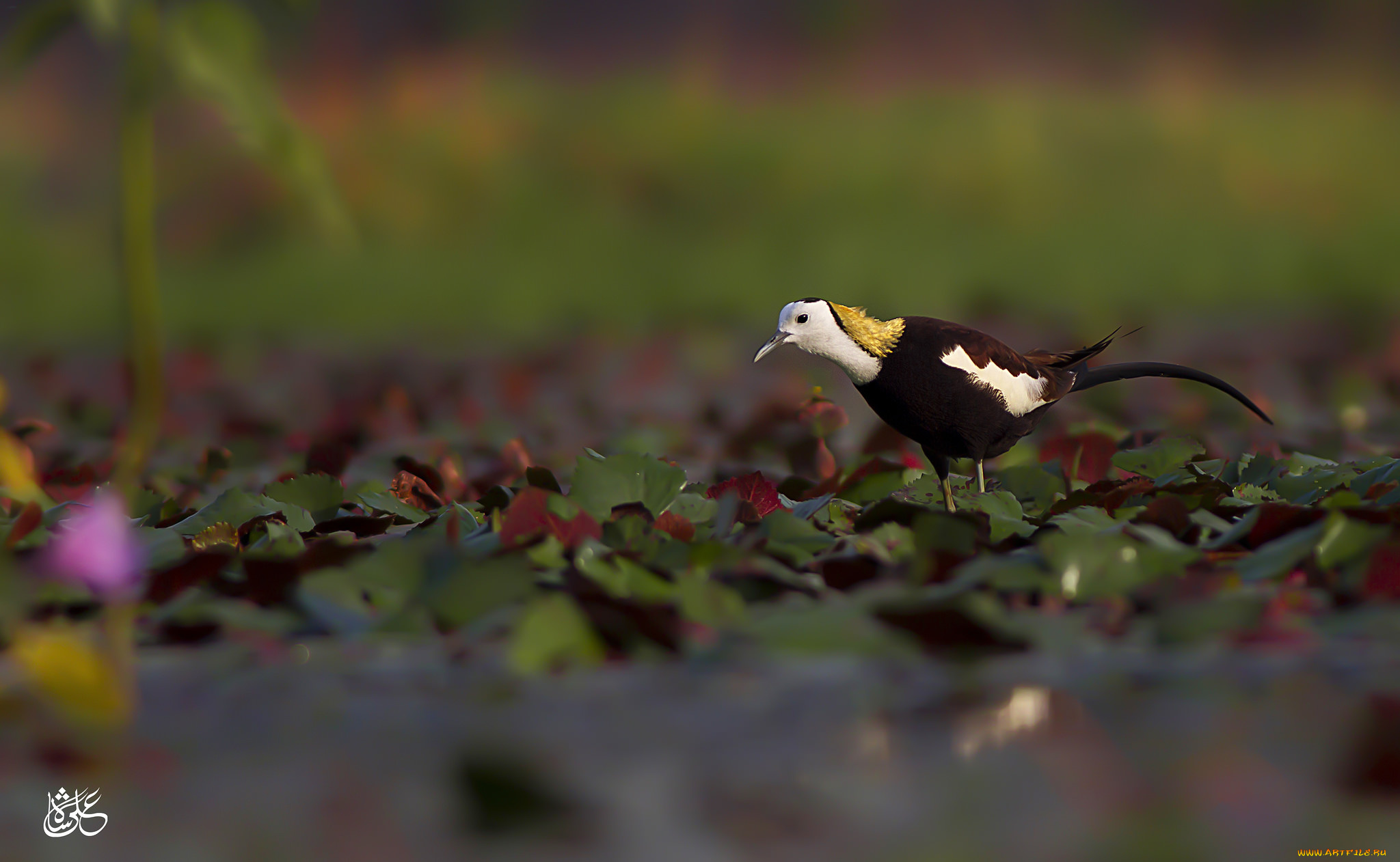 животные, птицы, птица, окрас, перья