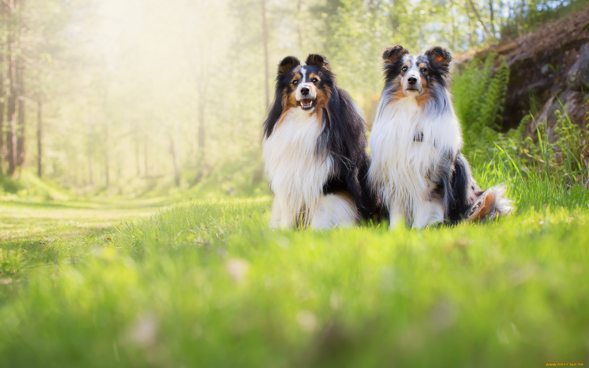 животные, собаки, собака, окрас, шерсть, порода, животное