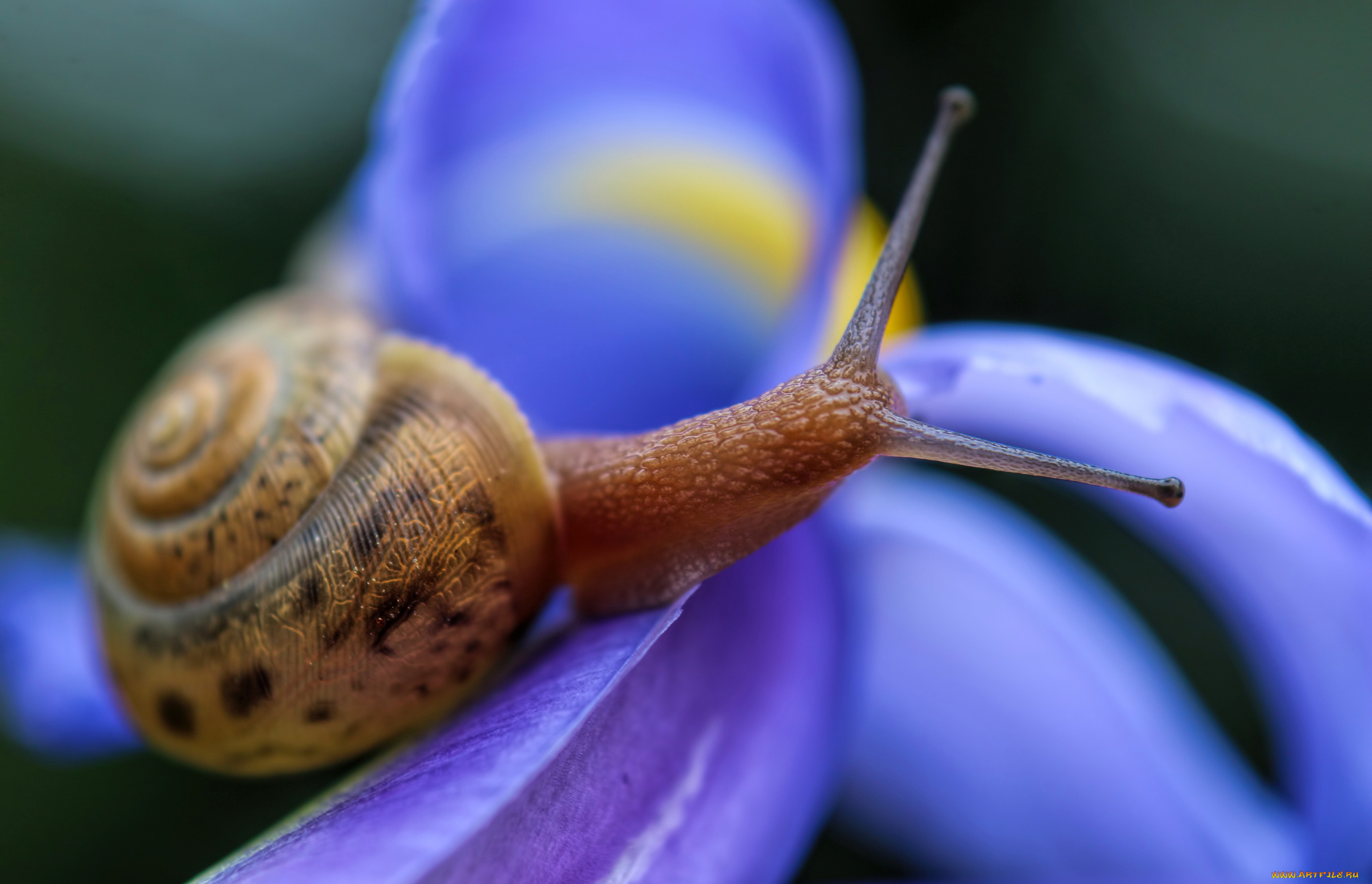 животные, улитки, улитка, панцирь, усики, цветы