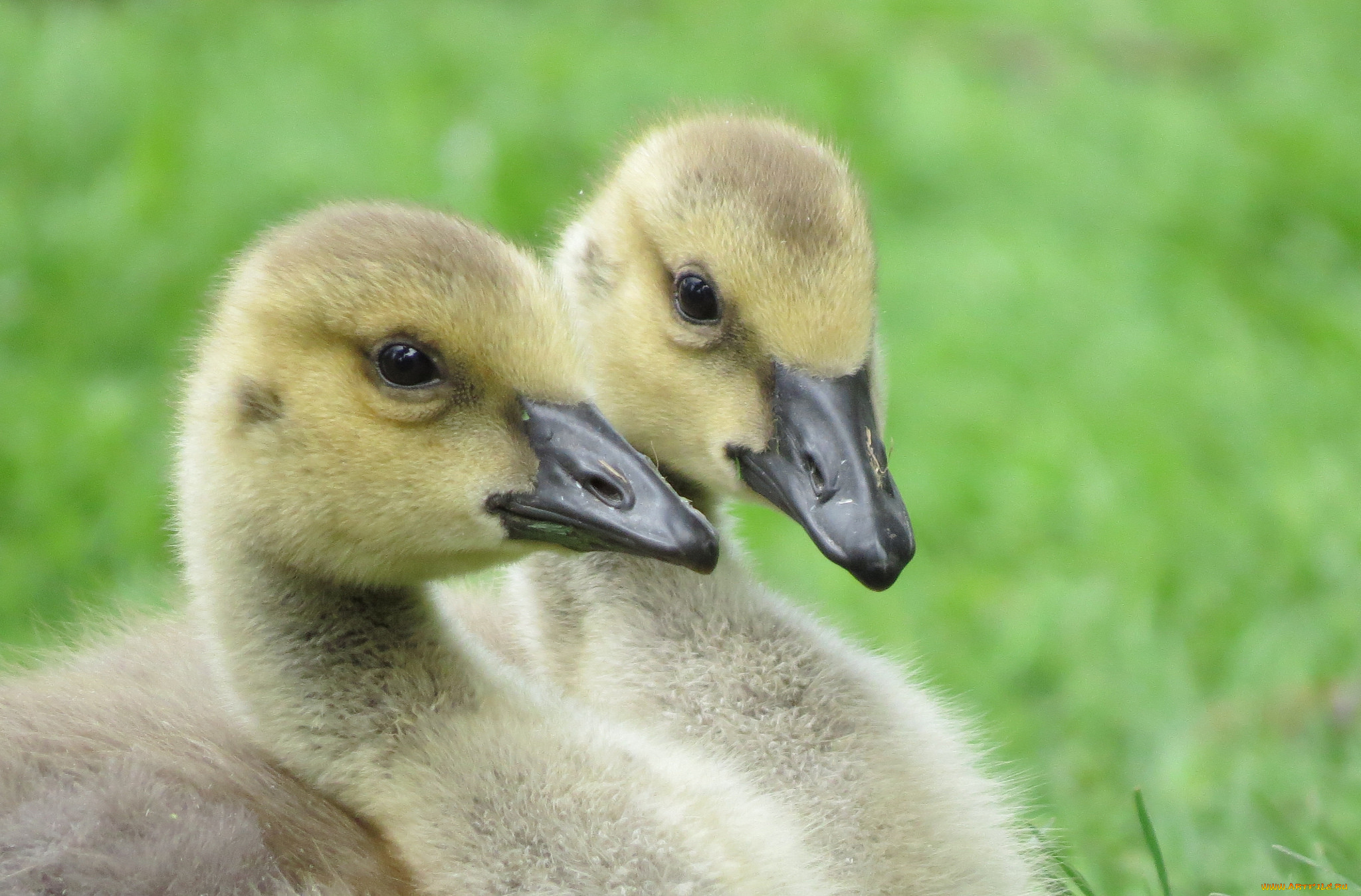 животные, гуси, гусята