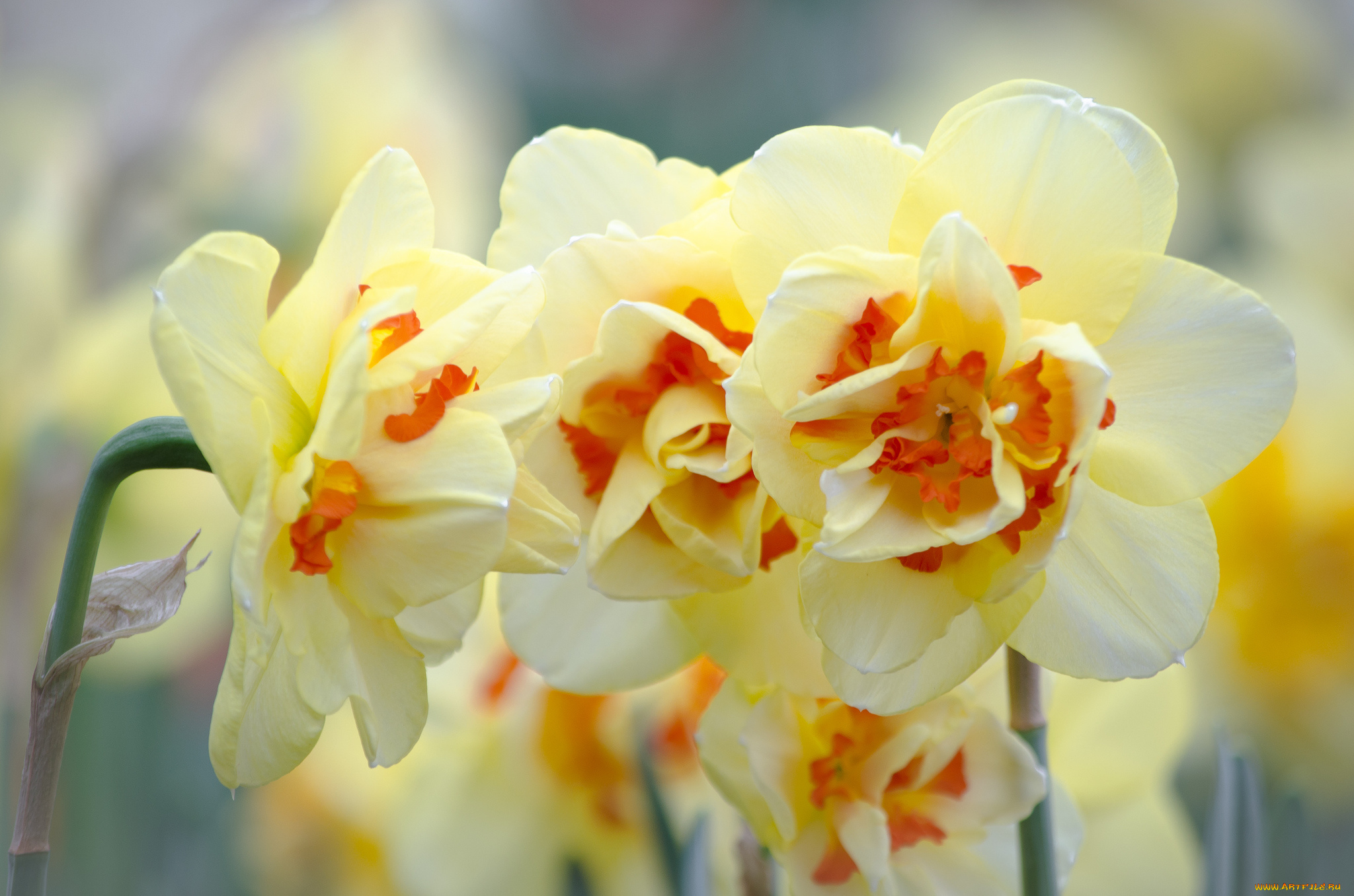 цветы, нарциссы, нарцисс, цветок, цветение