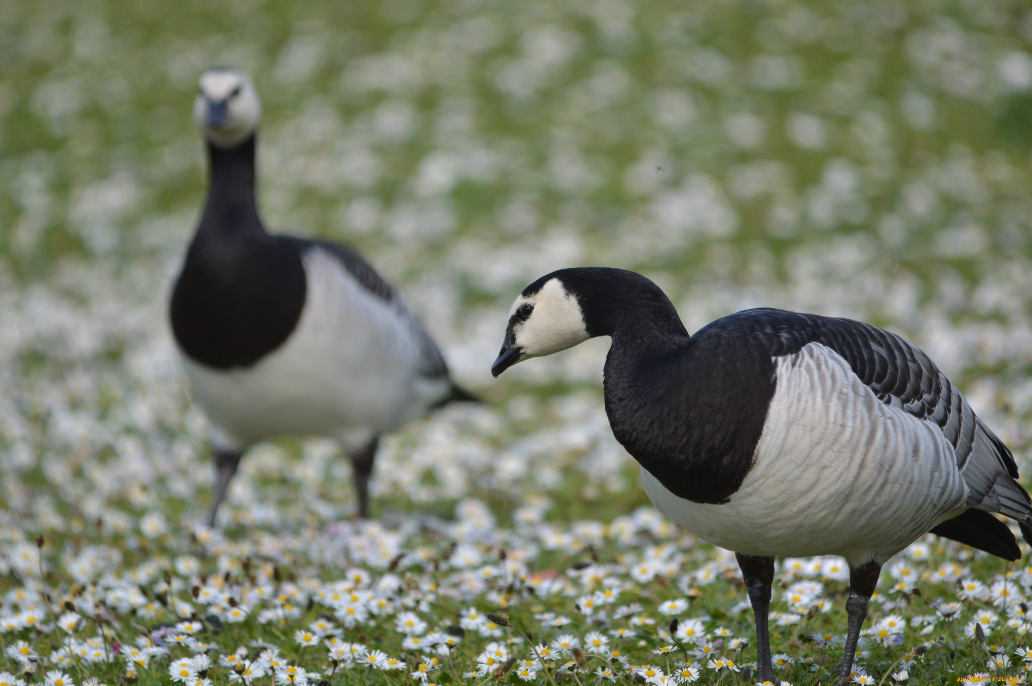 животные, гуси, гусь, перья, окрас, животное