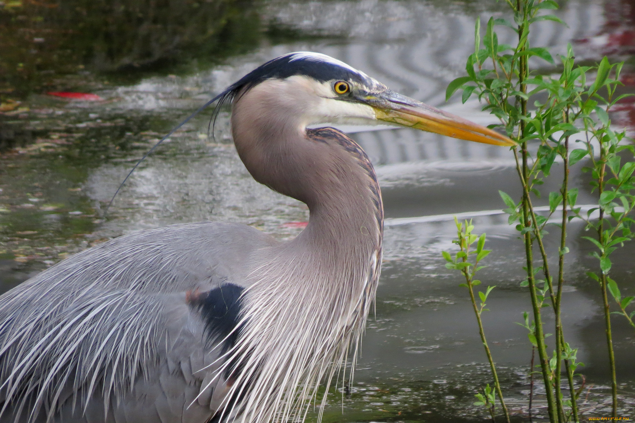животные, цапли, , выпи, цапля