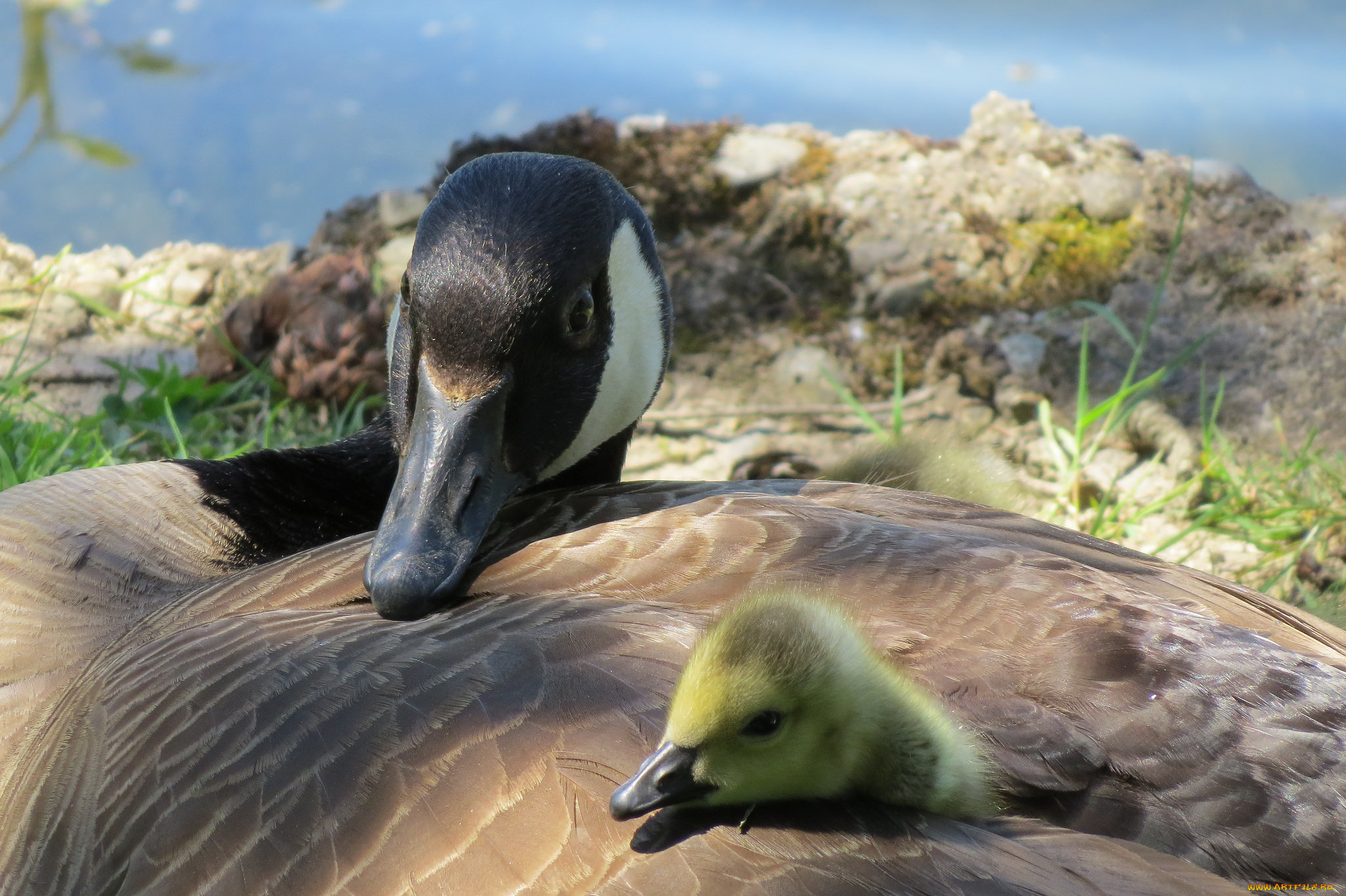 животные, гуси