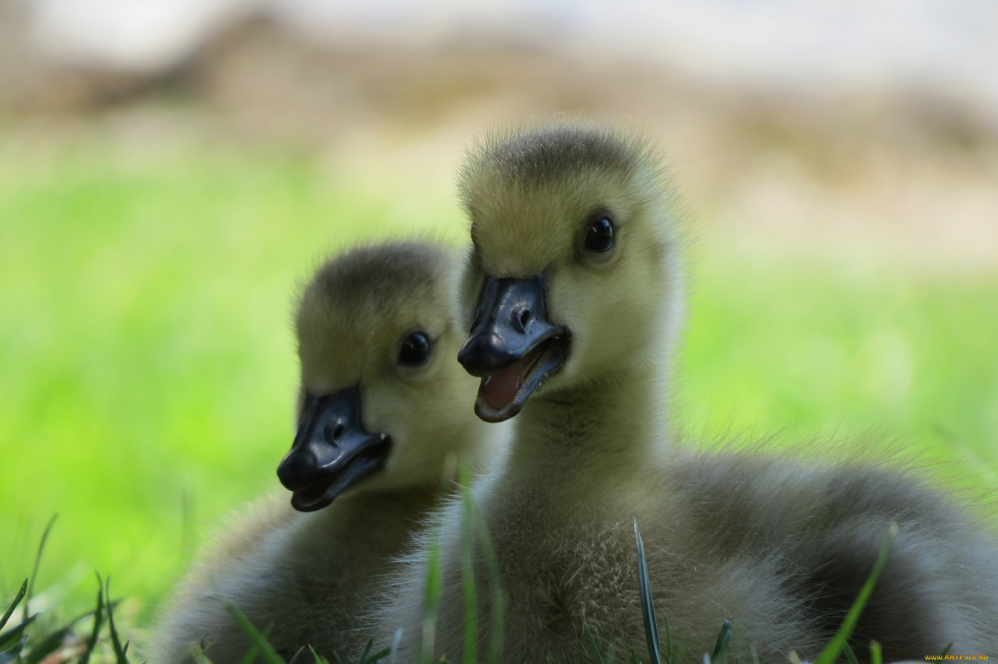 животные, гуси, гусята