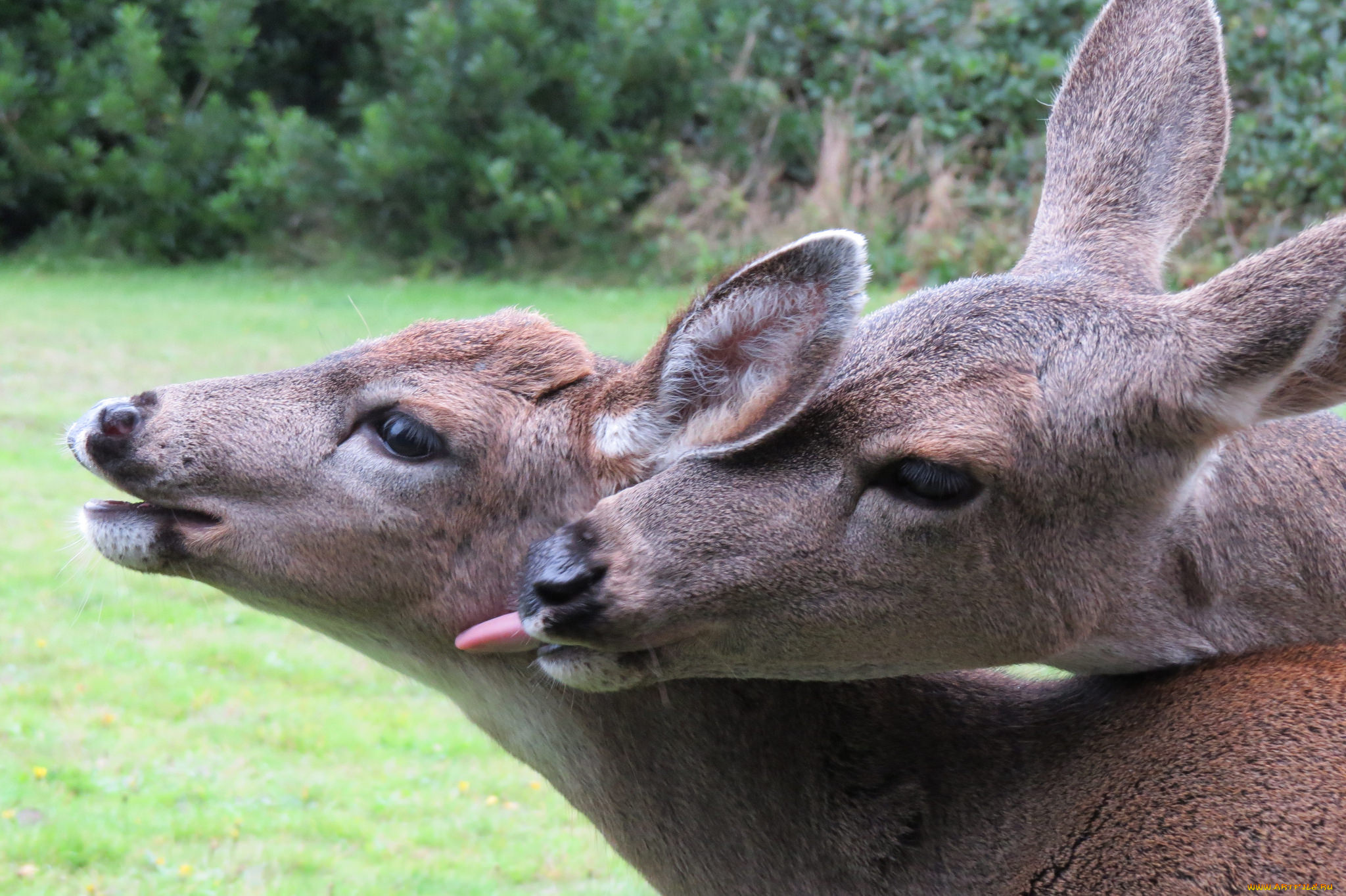 животные, олени