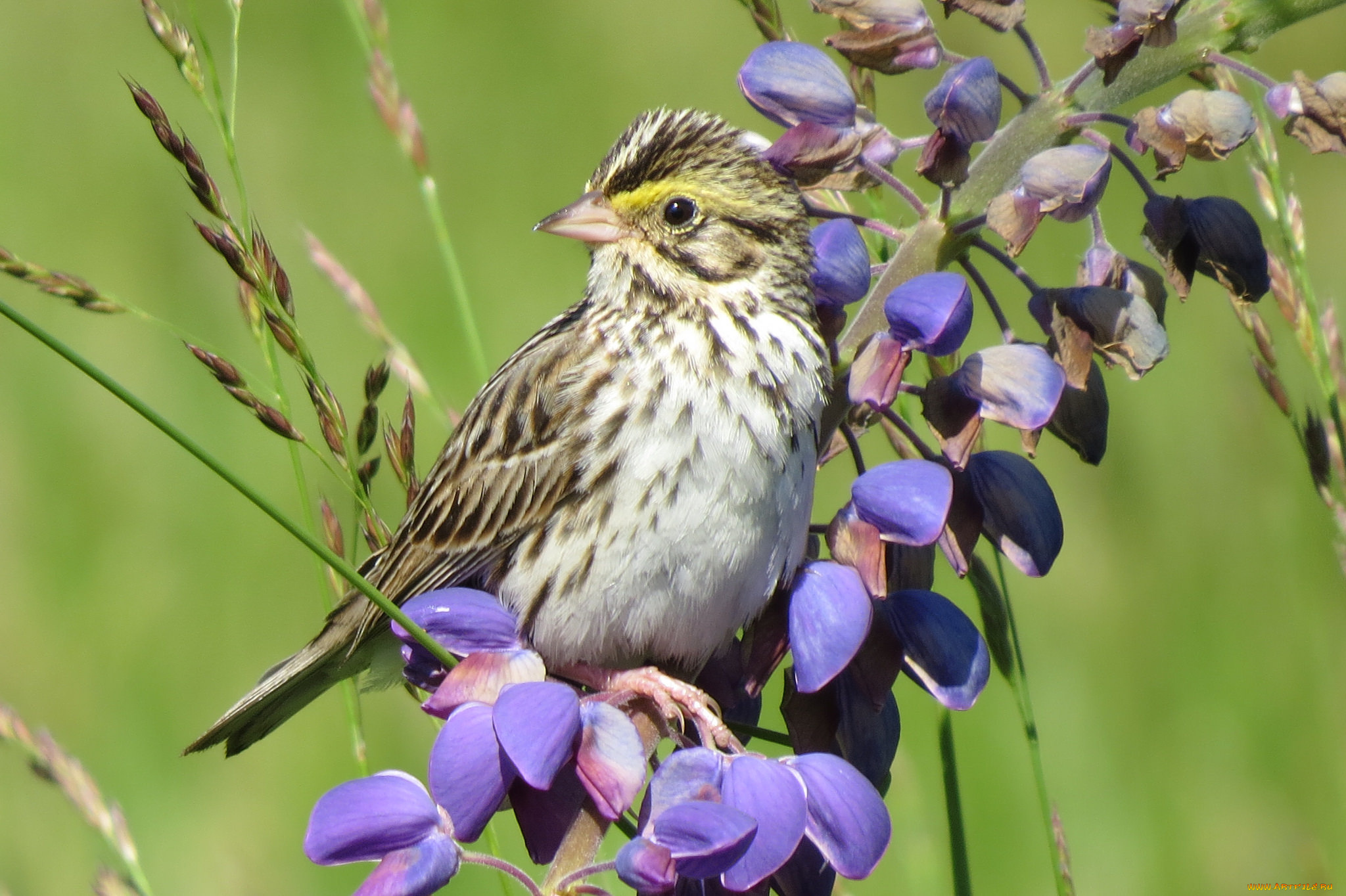 животные, птицы, птичка