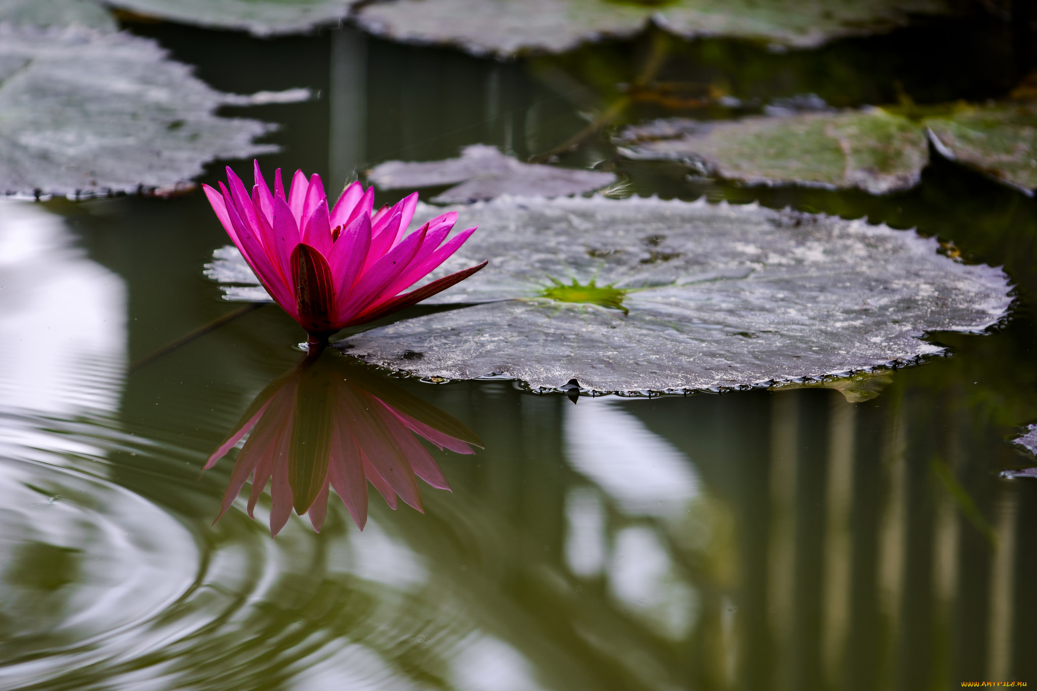 цветы, лилии, водяные, , нимфеи, , кувшинки, лотос, цветение, лепестки