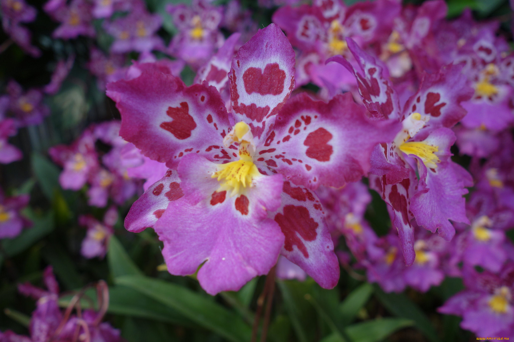 цветы, орхидеи, цветение, orchids, flowering, flowers