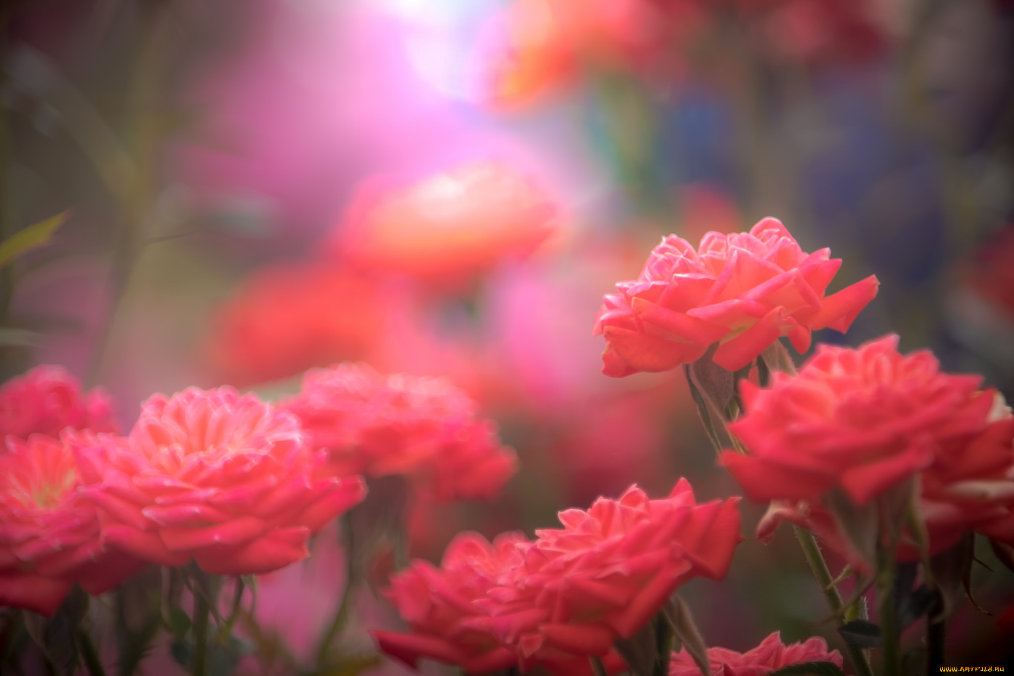 цветы, розы, роза, бутон, лепестки, листья, цветение, rose, bud, petals, leaves, blossoms