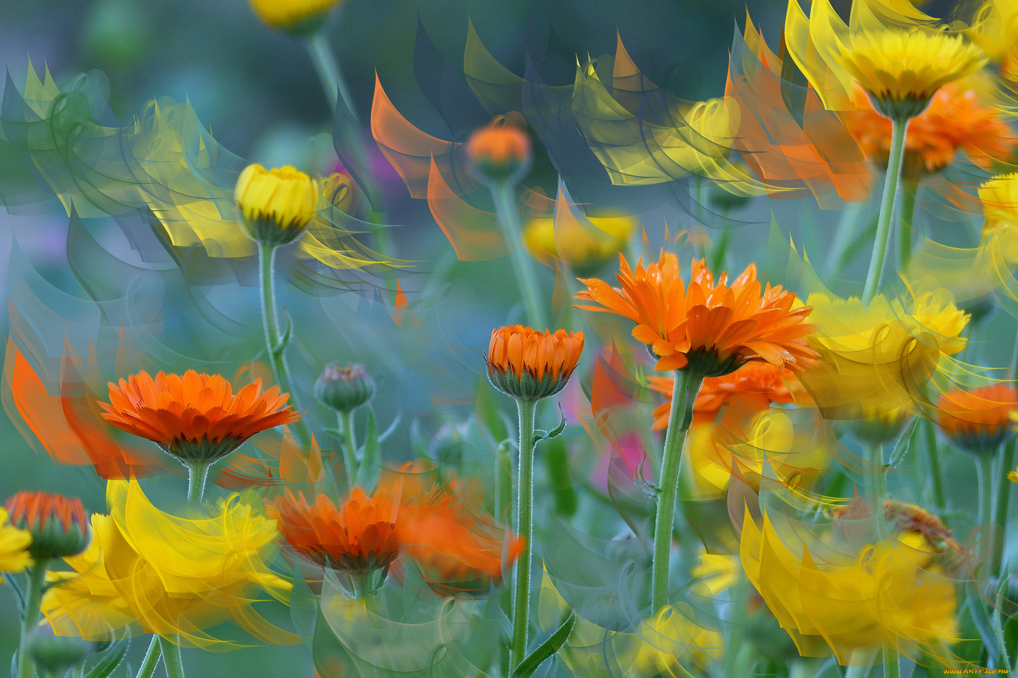 разное, компьютерный, дизайн, фон, цветы, компьютерный, дизайн